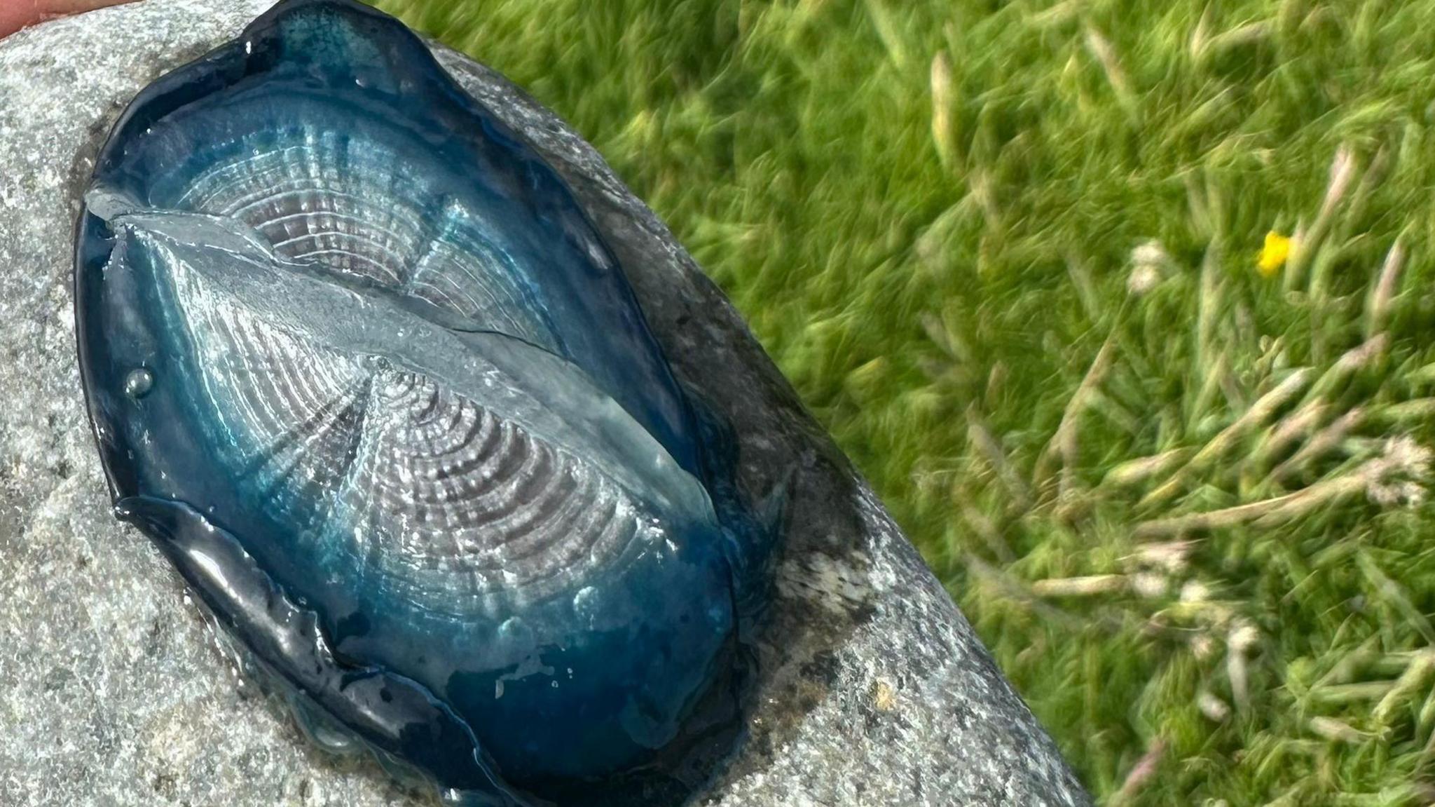 A by-the-wind sailor resting on a large grey rock next to green grass.
