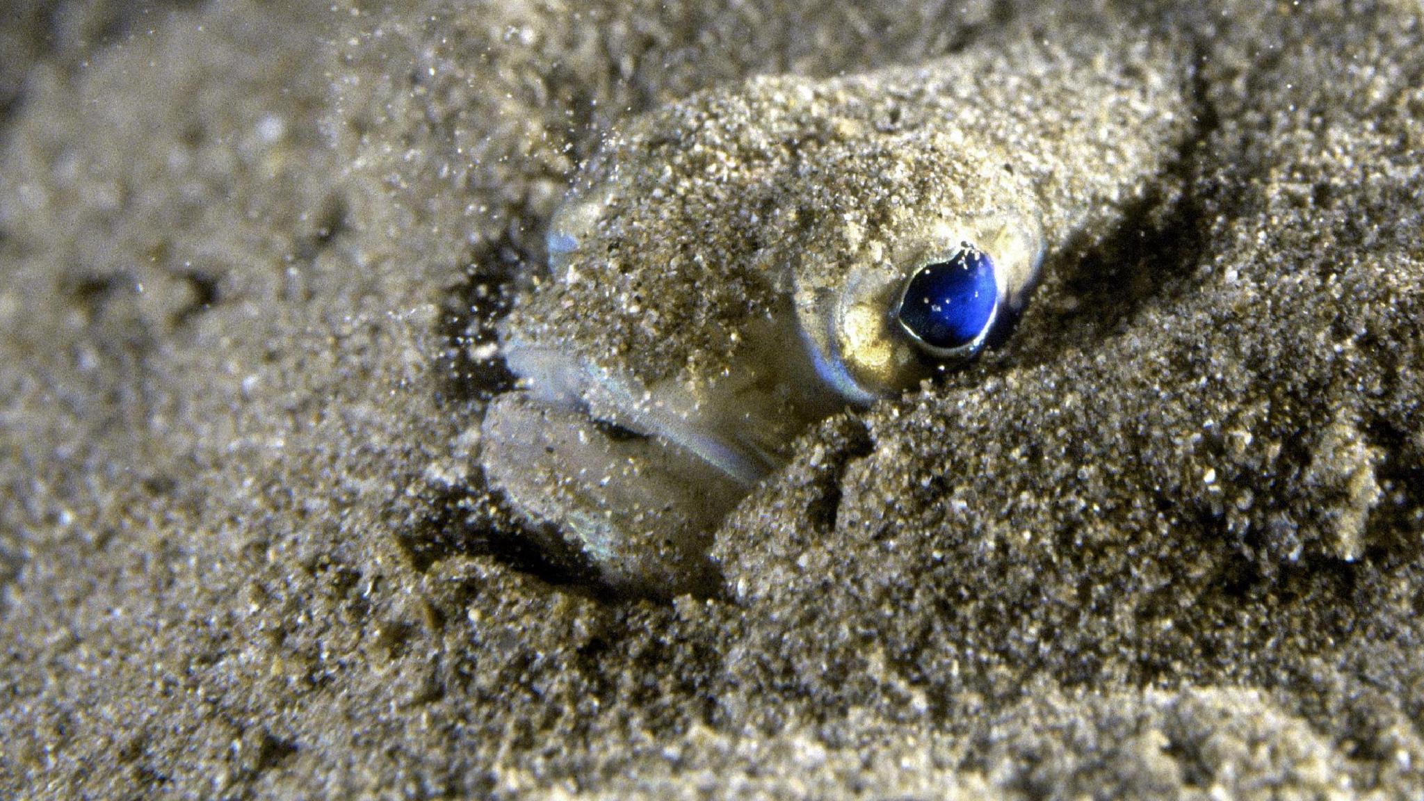 A small weever fish with a bulbous head, blue eyes and white mouth is partially buried in golden sand.