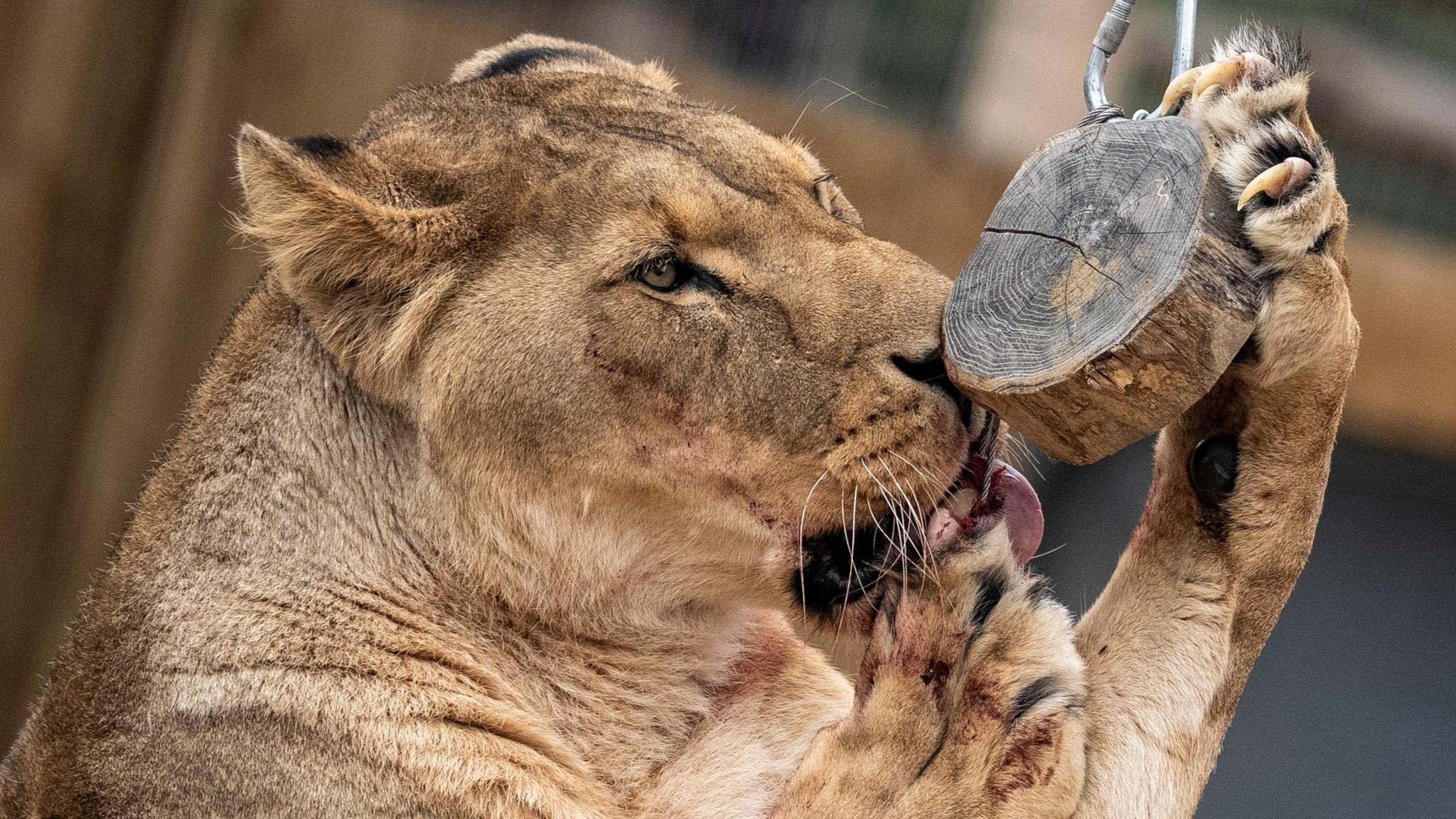 A young male lion, without a mane, holds a small wooden circle in his paws as he examines it closely. His fur is light brown