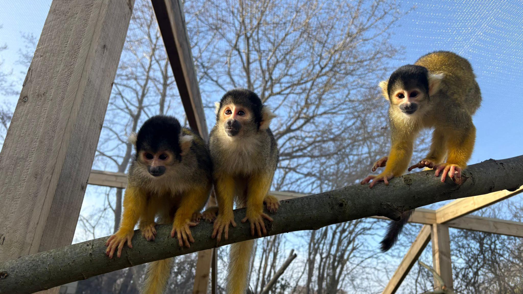 Three squirrel monkeys sit on a branch, which is leaning diagonally across the monkey enclosure. The enclosure is made of wood and the sky and a tree are visible behind it. The monkeys have brown heads, blonde ears, and yellow-orange fur.