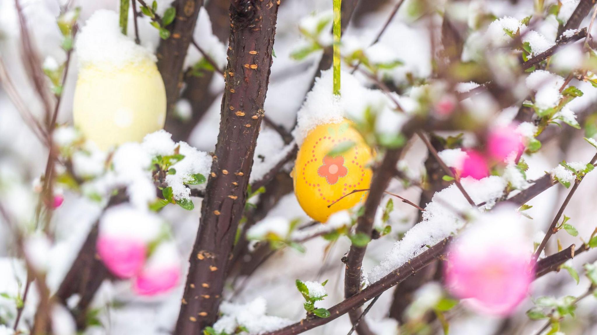 Close up image of a tree with green buds and snow cover and Easter eggs hanging from the branches