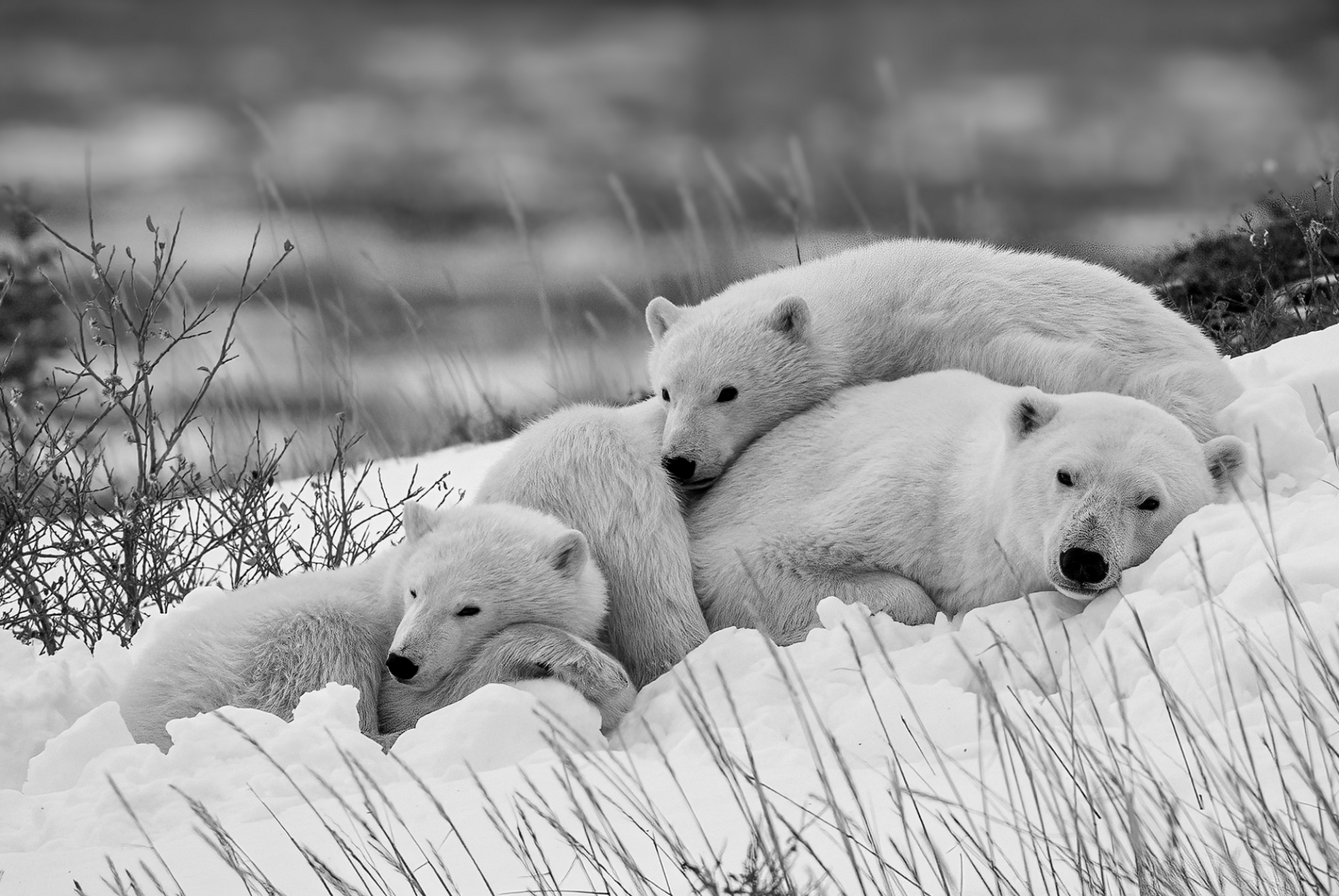 A female bear and her two cubs, napping on a snow covered hill