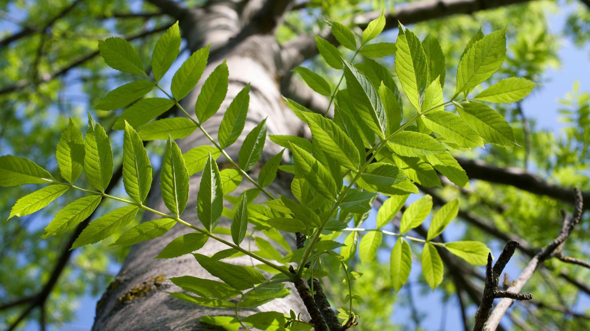 An ash tree, viewed looking upwards at its trunk, with a blue sky above. The leaves are lush and green, and the tree appears to be well-established.