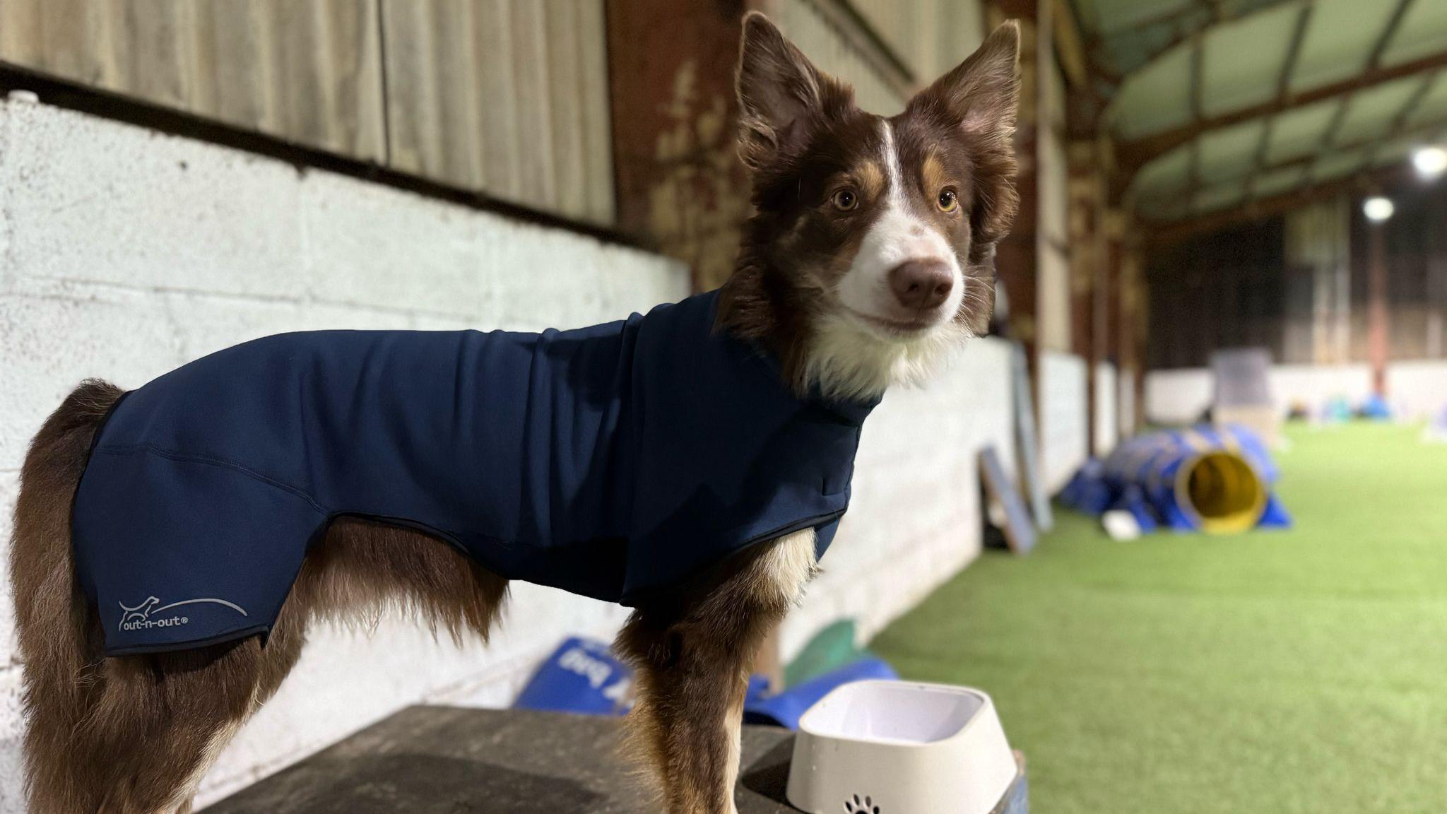 Sheriff, a border collie, stands side-on, wearing a navy dog coat at an indoor agility training centre. An agility tunnel appears in the background.