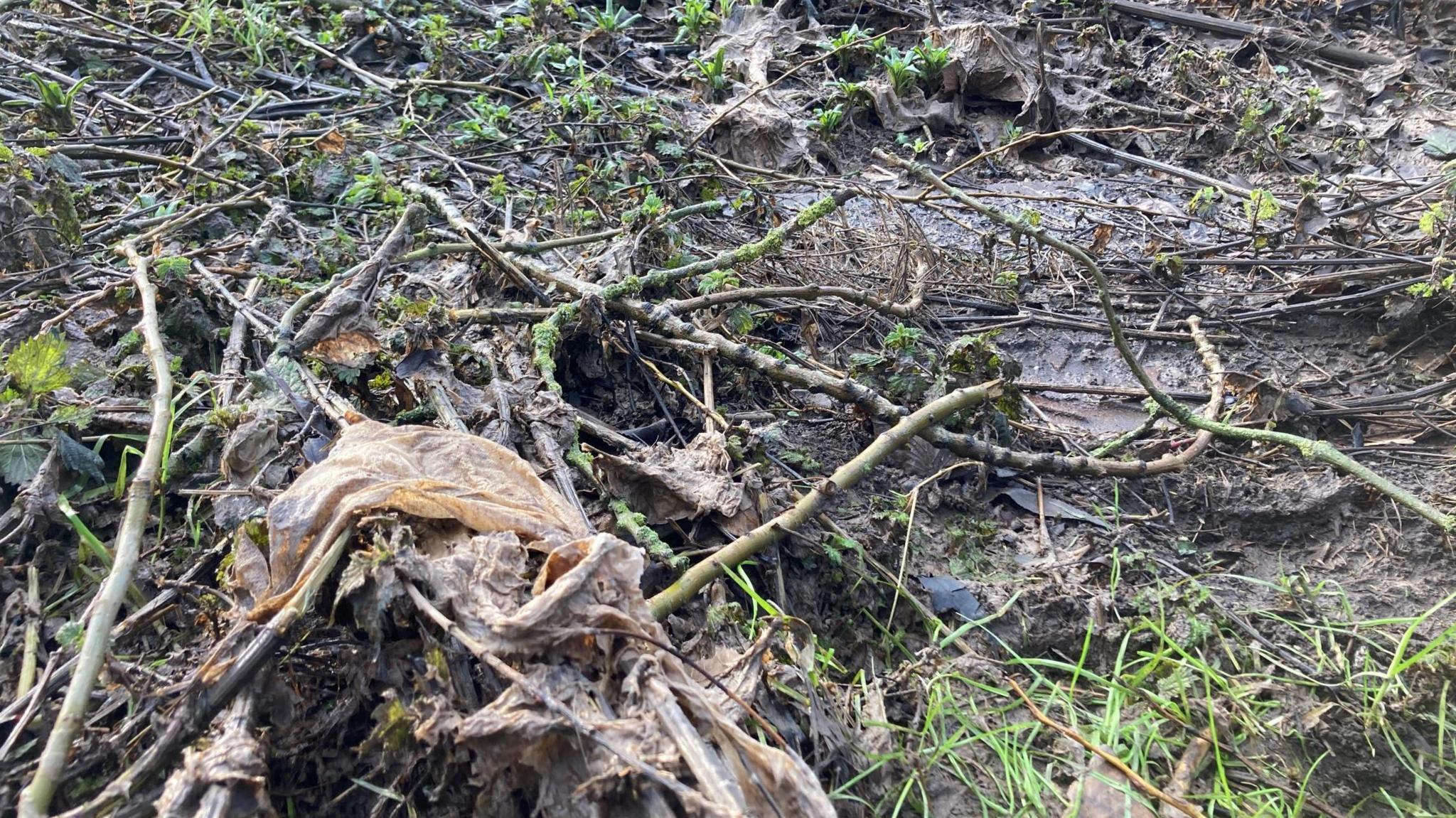 A close up photograph of macerated toilet paper and a wet wipe in flattened vegetation, surrounding a muddy manhole cover.