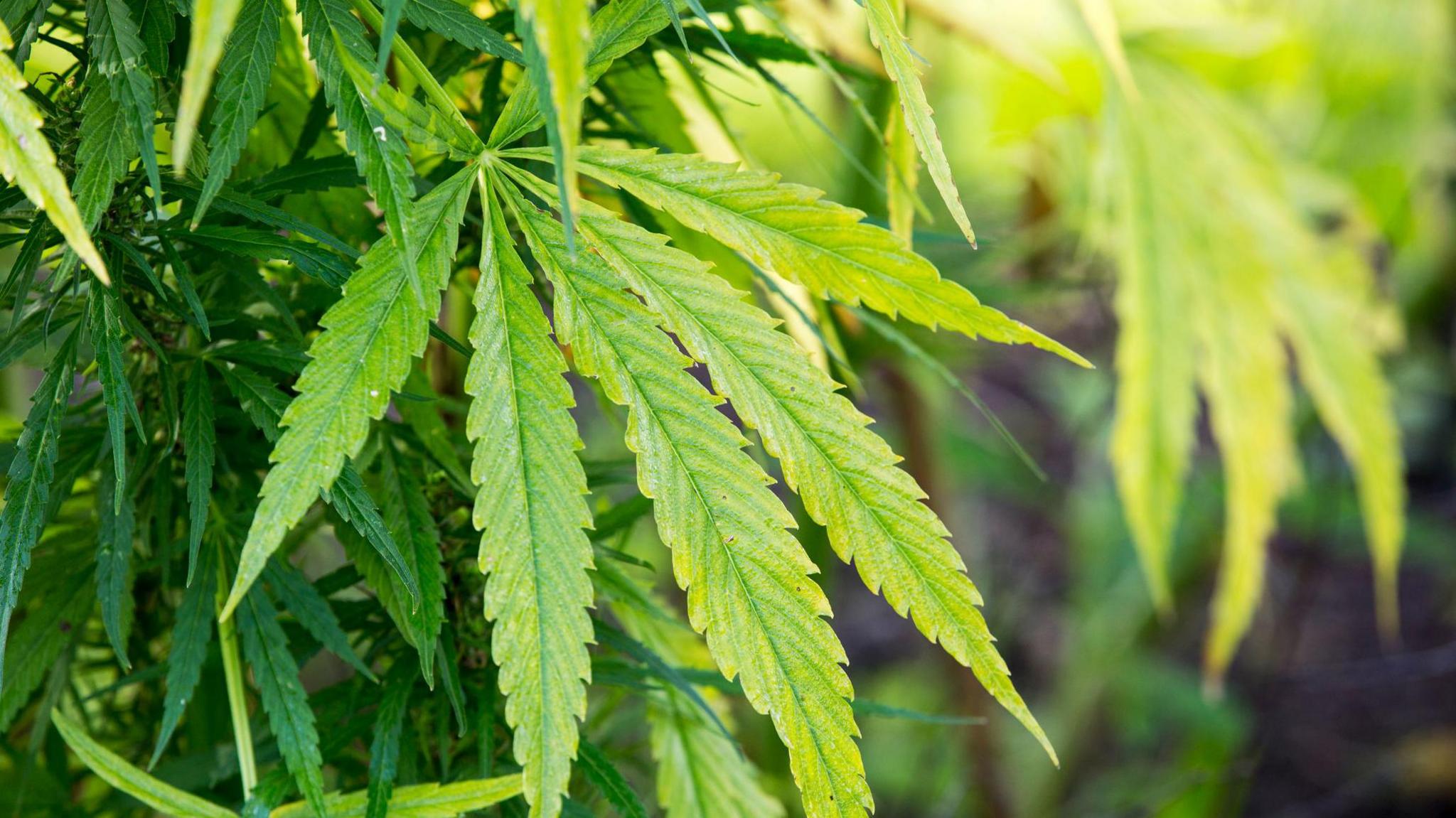 A generic image of a cannabis plant