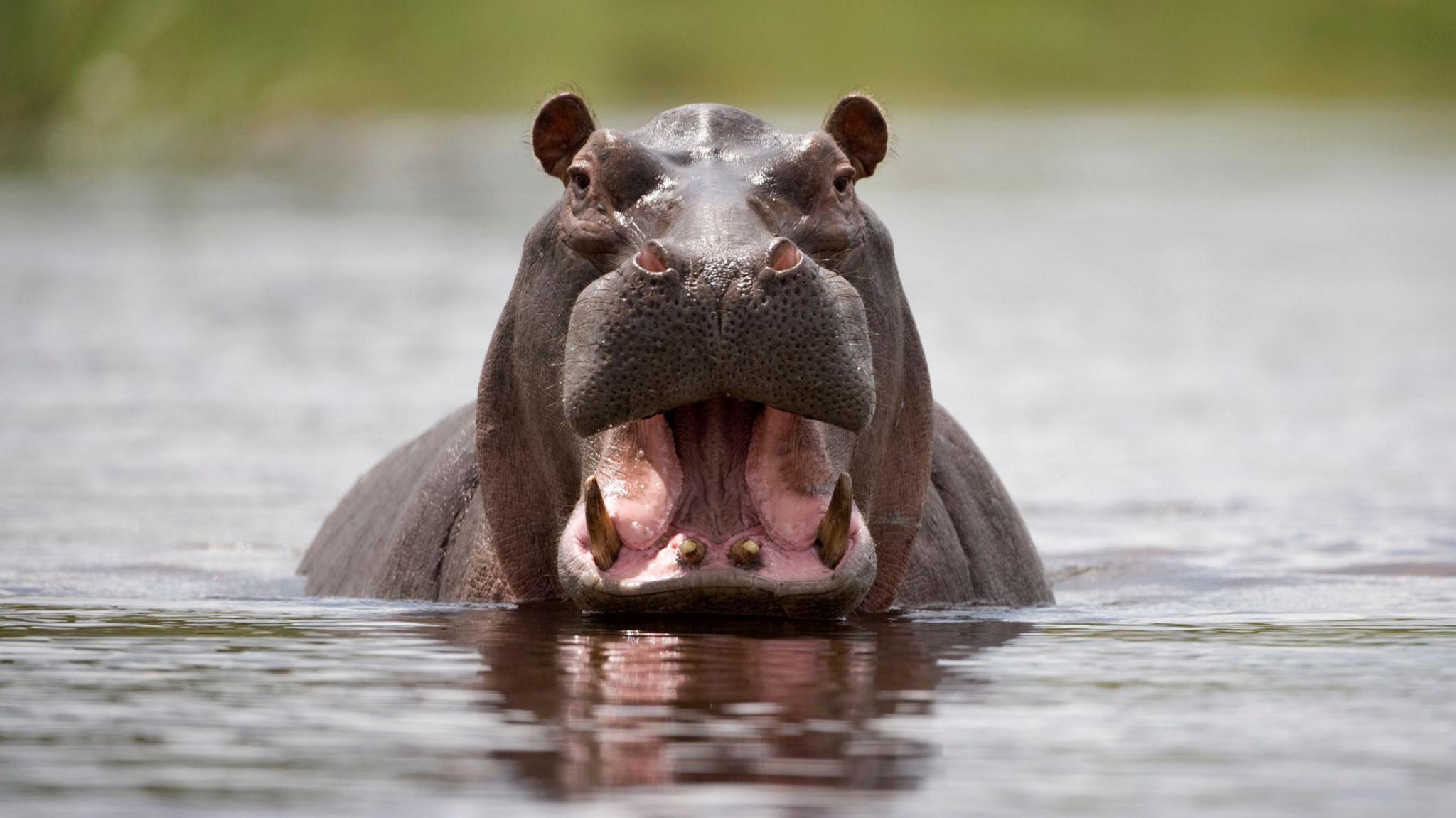 a hippo in the water looking at the camera with its mouth open