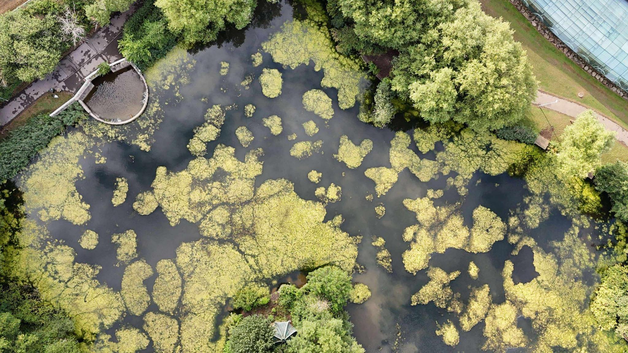 An aerial photograph of Peatmoor angling lake with much of the water covered with clouds of green weed