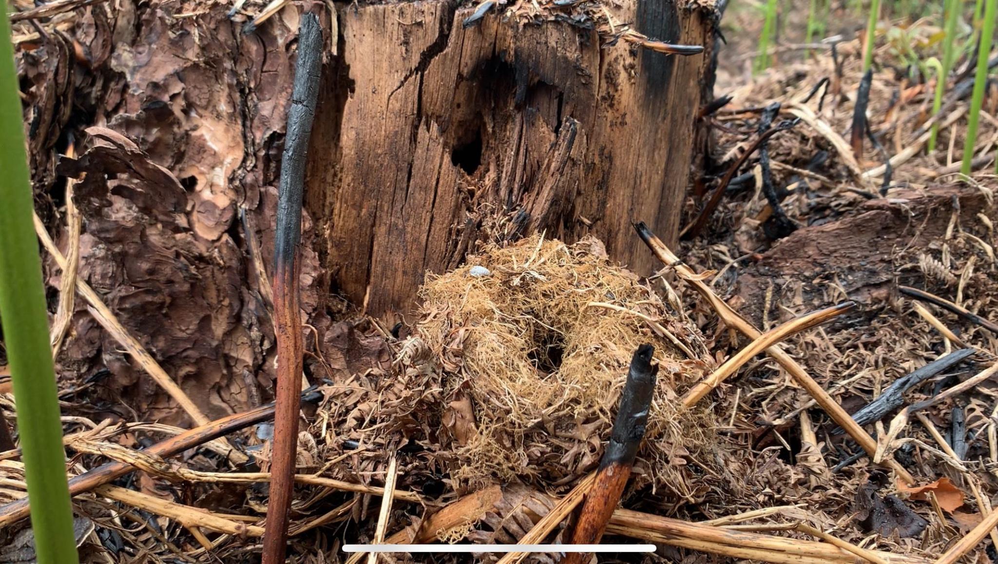 A birds nest among charred branches