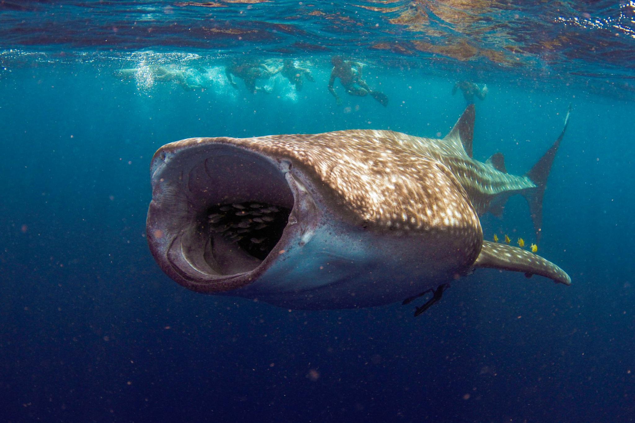 A whale shark with its large mouth fully opened.