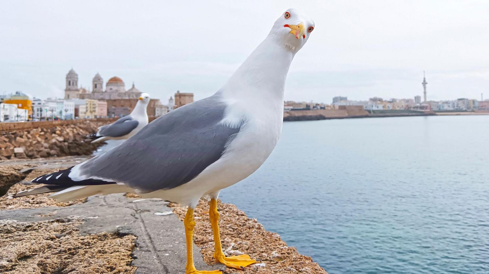 Seagull staring into camera.
