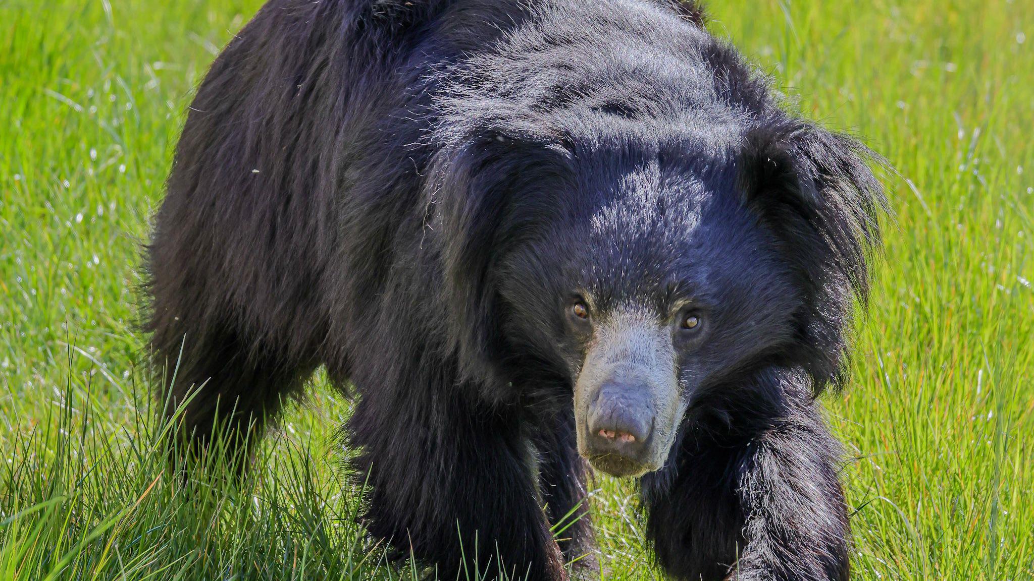 A fluffy black sloth bear with a grey part near its nose and small eyes is walking through long grass and looking directly at the camera.