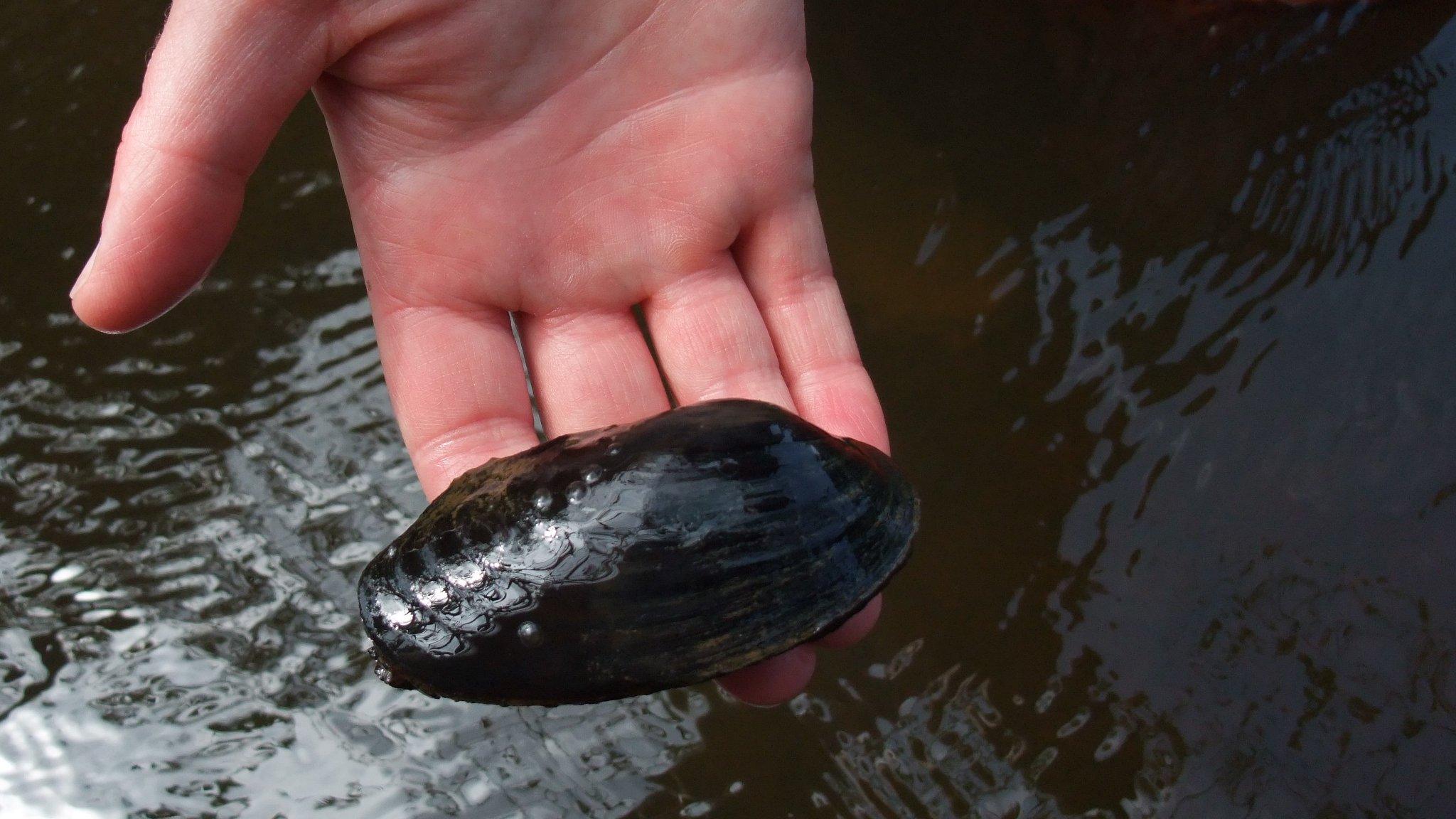 Freshwater pearl mussel