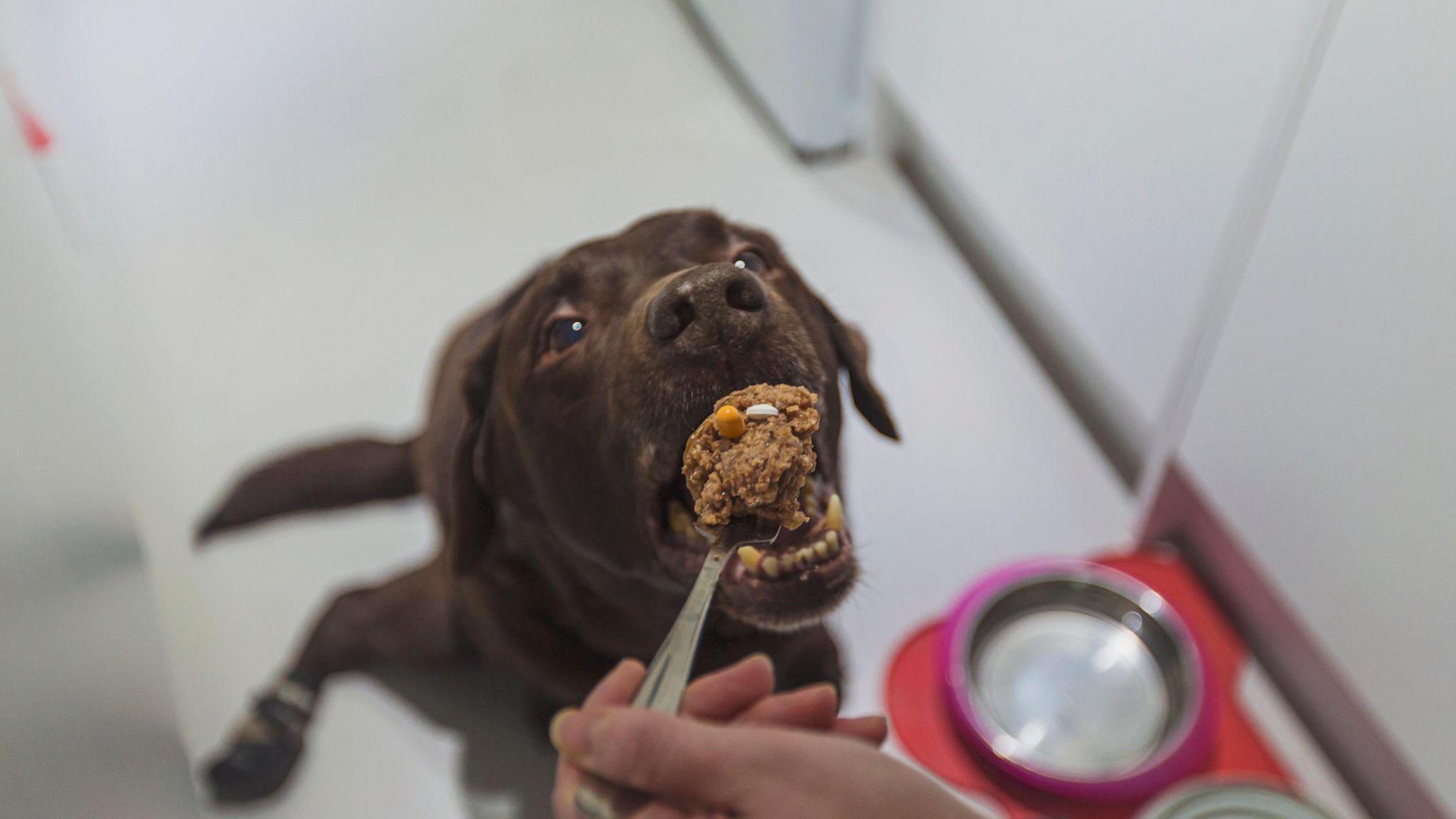 Dog is taking gabapentin and tramadol for arthritic pain relief