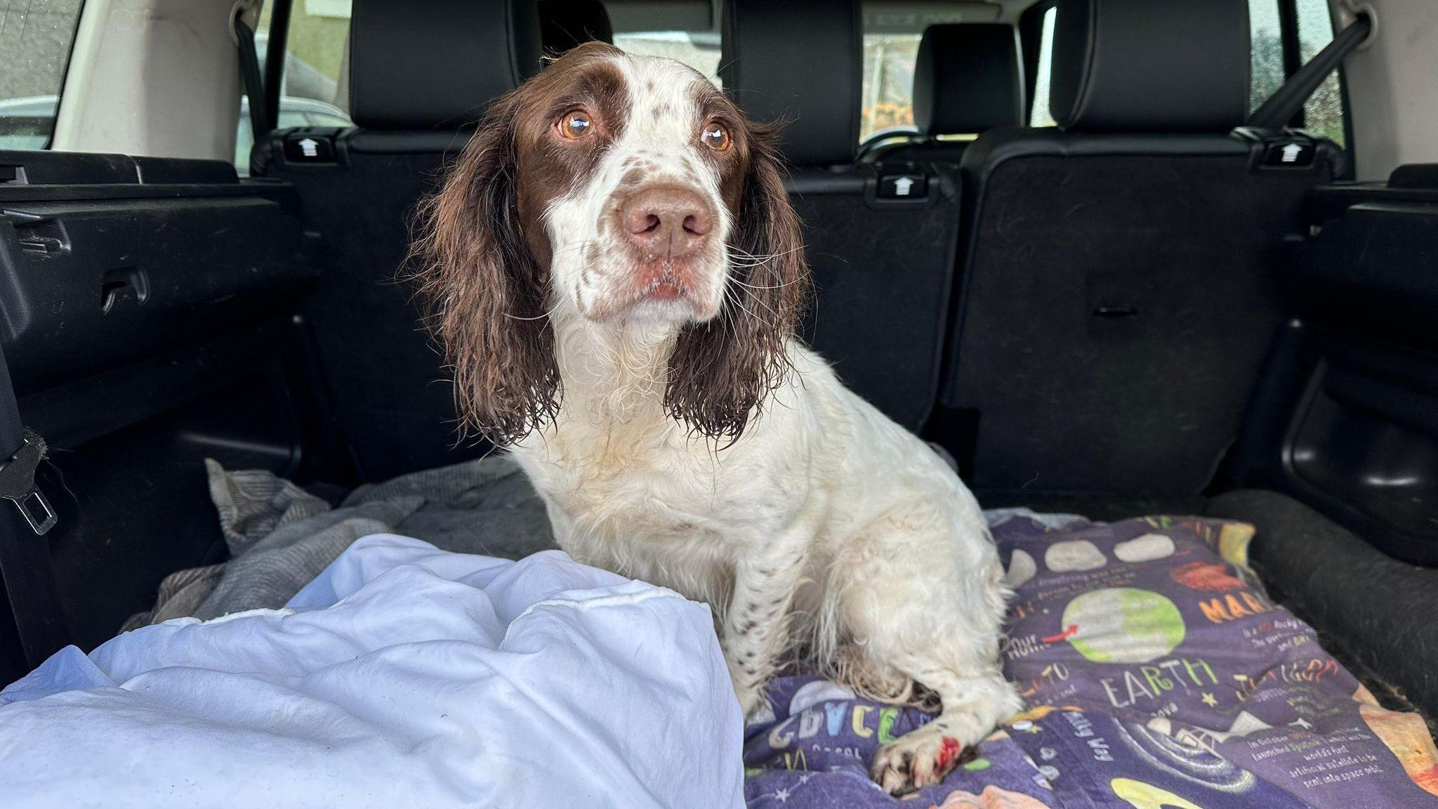 Cù ann an cùl chàir.