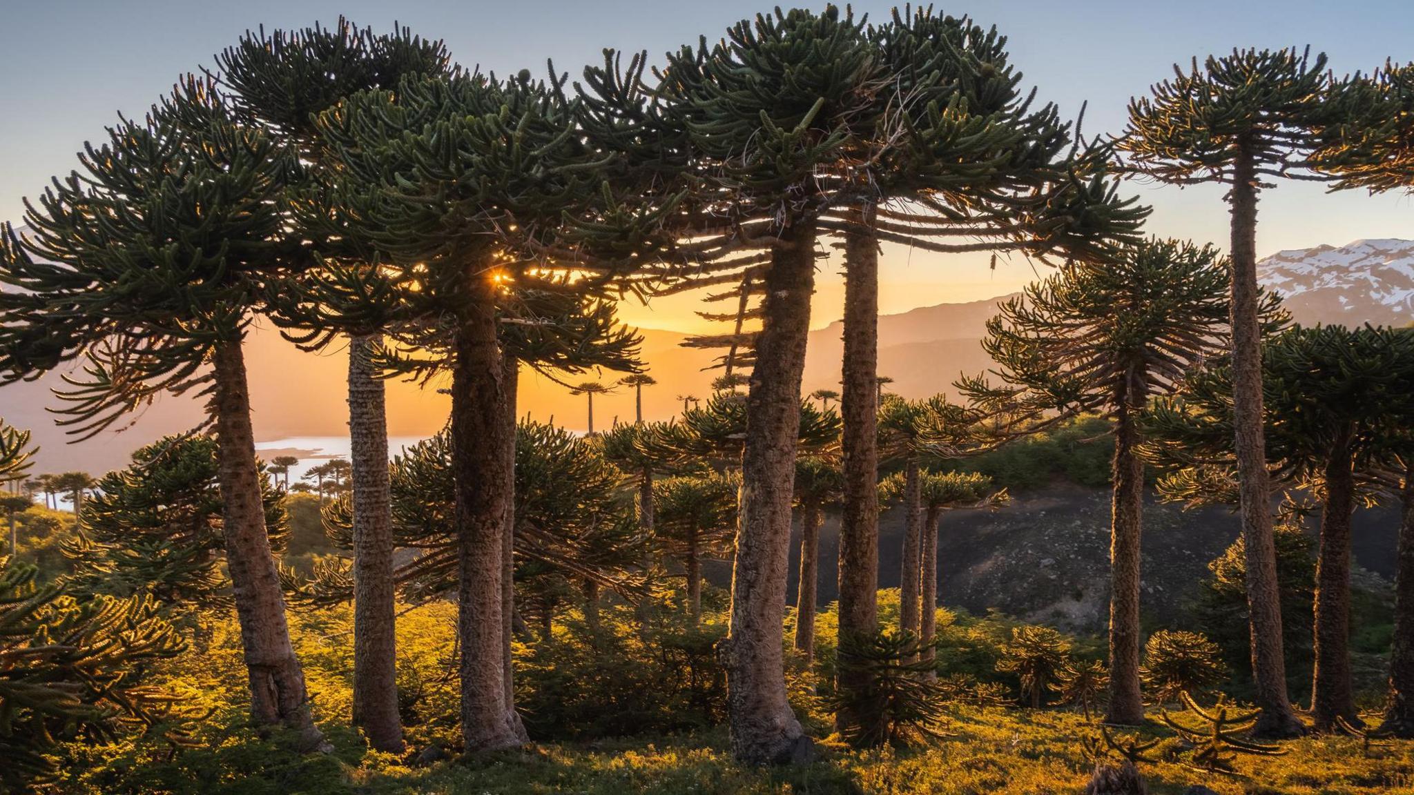 The monkey puzzle tree is now endangered in its native habitat across South America