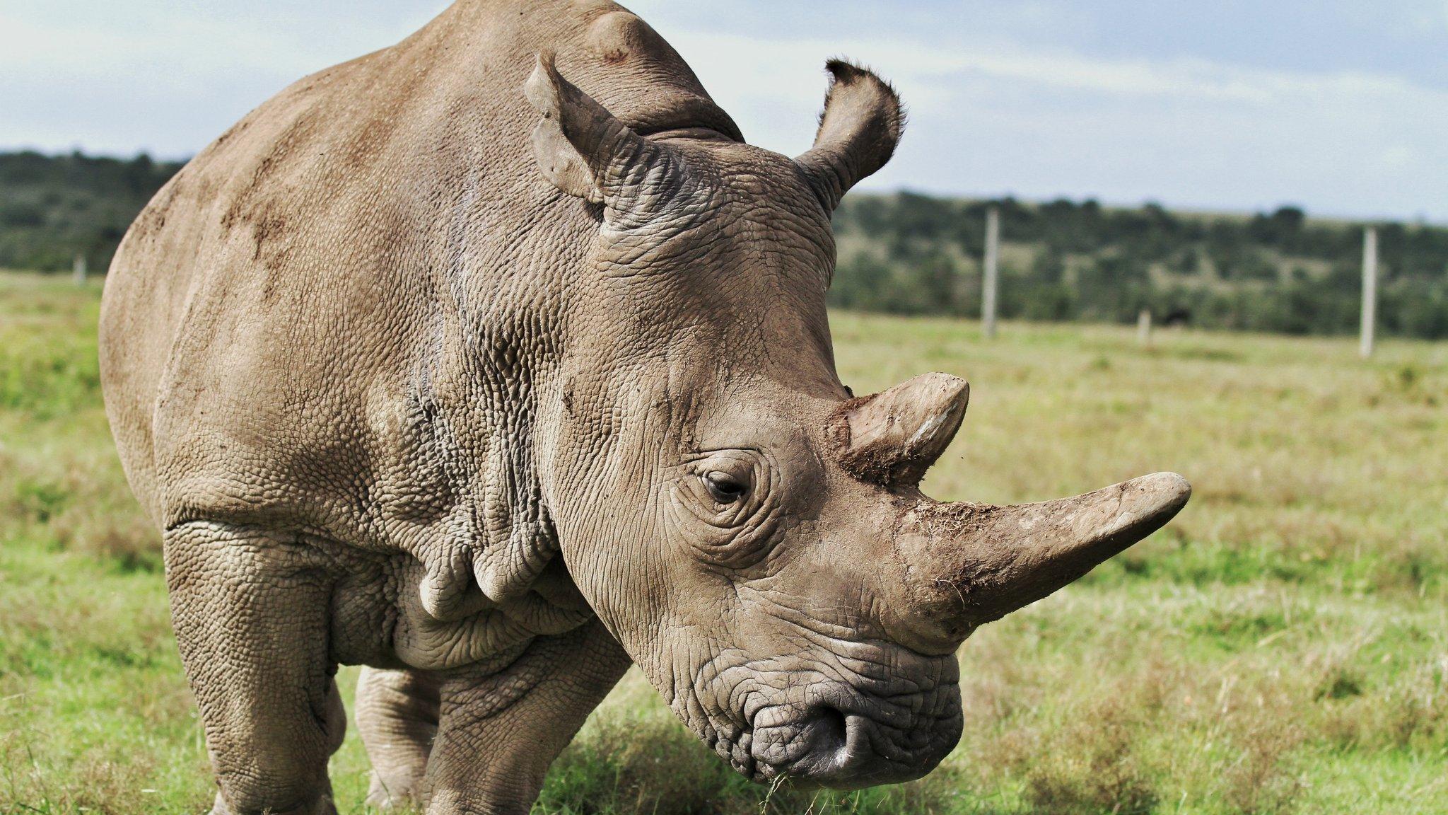 Northern white rhino in a field close up to camera