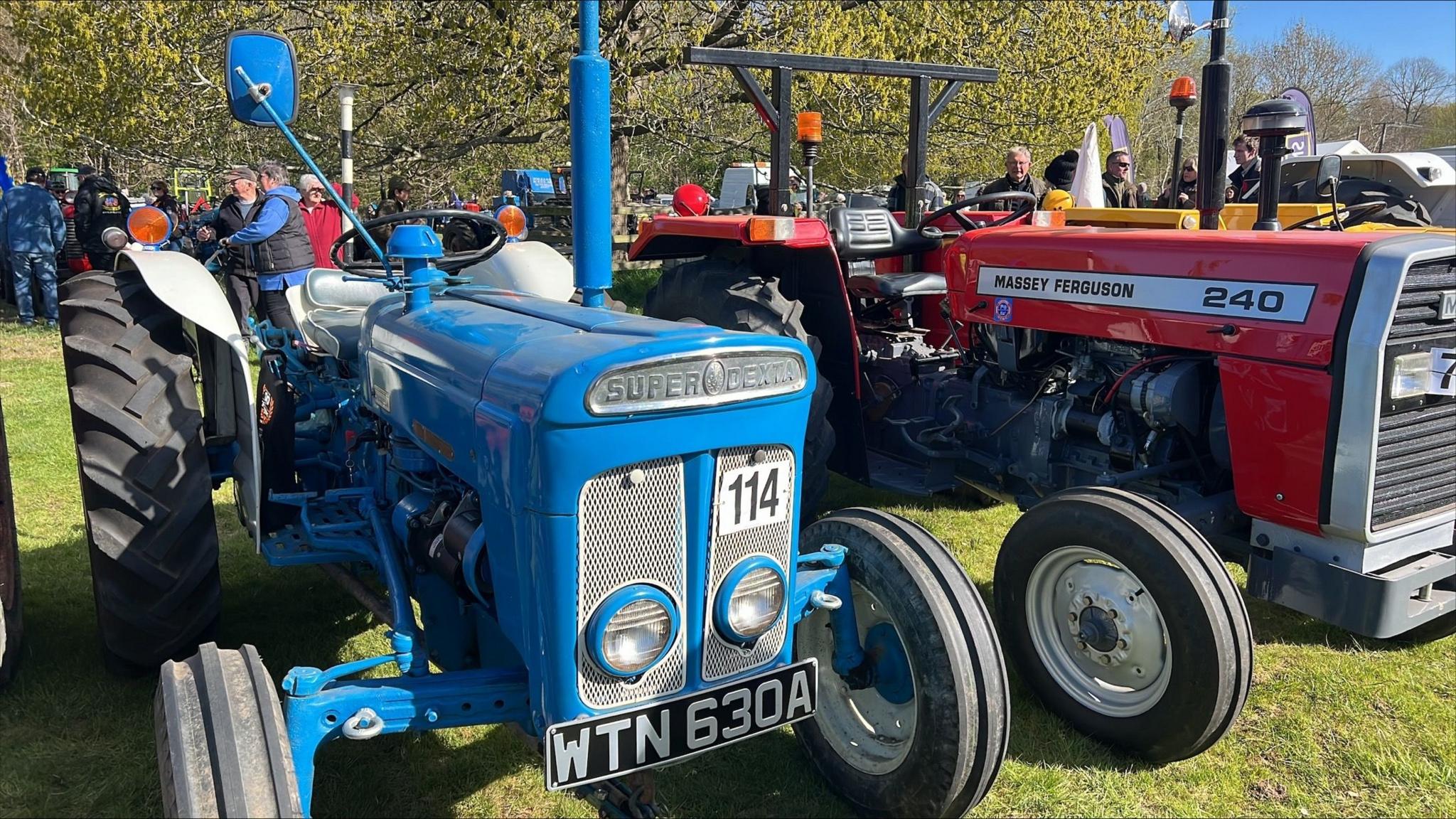 More vintage tractors, this time a small blue one is parked next to a red Massey Ferguson on a field.
