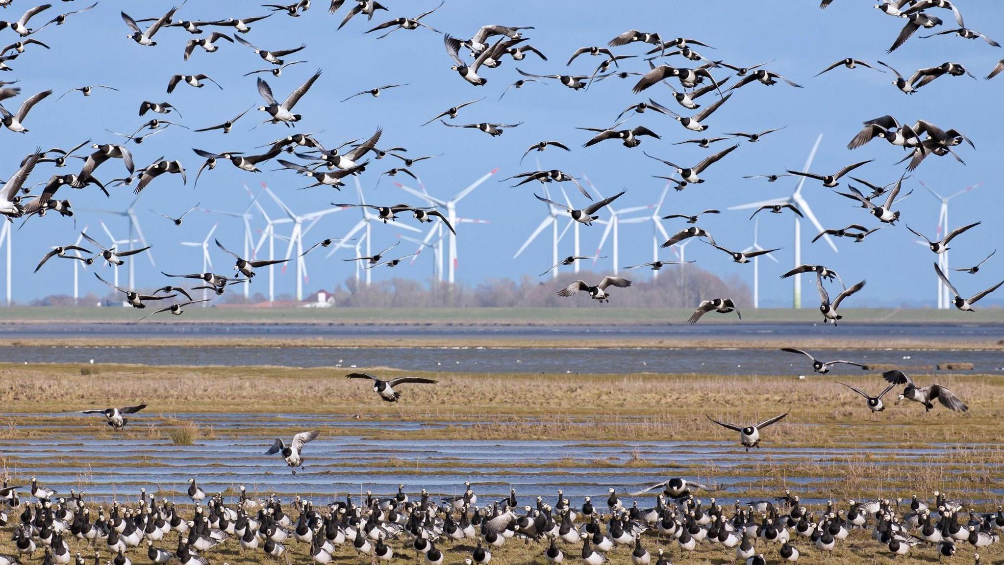 Flock of barnacle geese flying in front of wind turbines