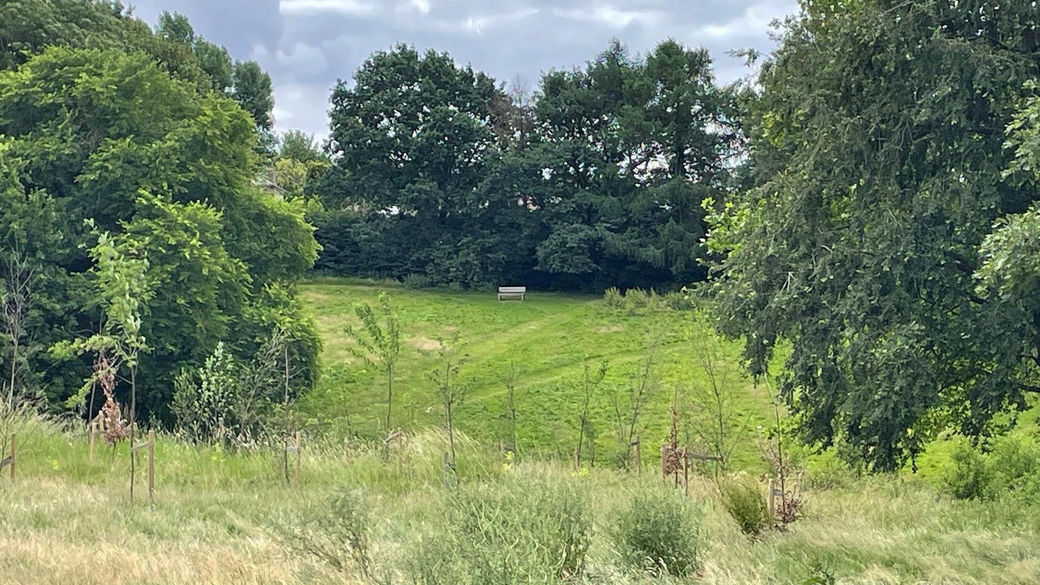 Young trees in a gap between mature ones with a bench pictured on a hillside behind them