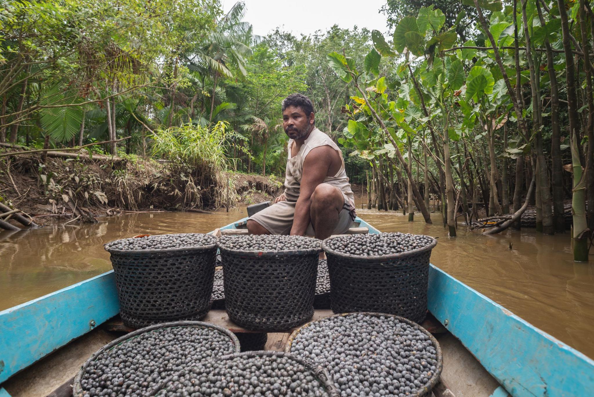 A man on a small blue boat with open buckets of small dark berries. His boat is in brown water with trees growing from the water and greenery in the canopy.