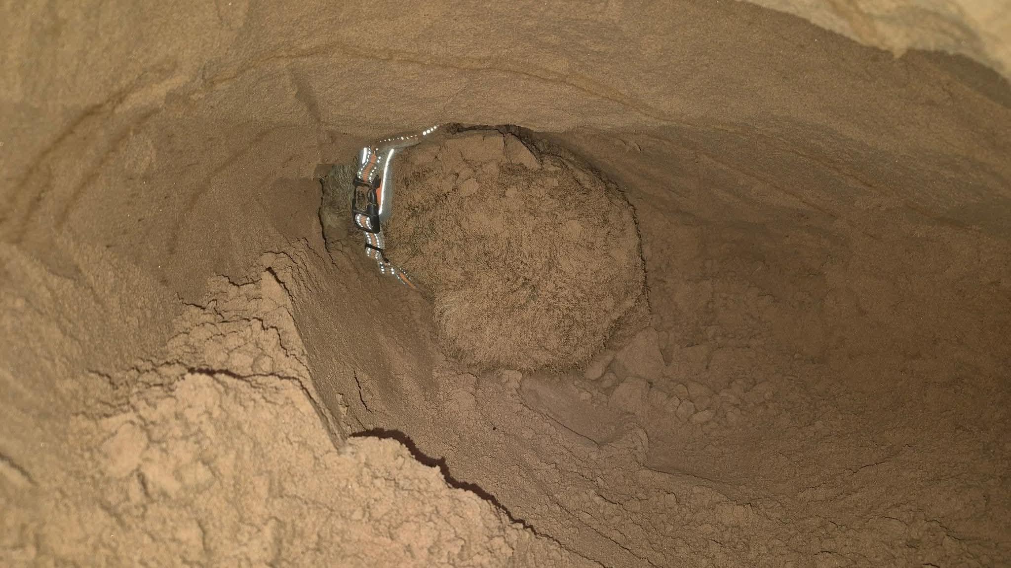 Sherlock lying at the bottom of a tight sandy hole. His body is barely visible as it is the same colour of the sand around him and he is covered in dirt. He is wearing a white and orange collar, which is reflecting the light coming from the opening in the ground. His face is almost buried in the ground.