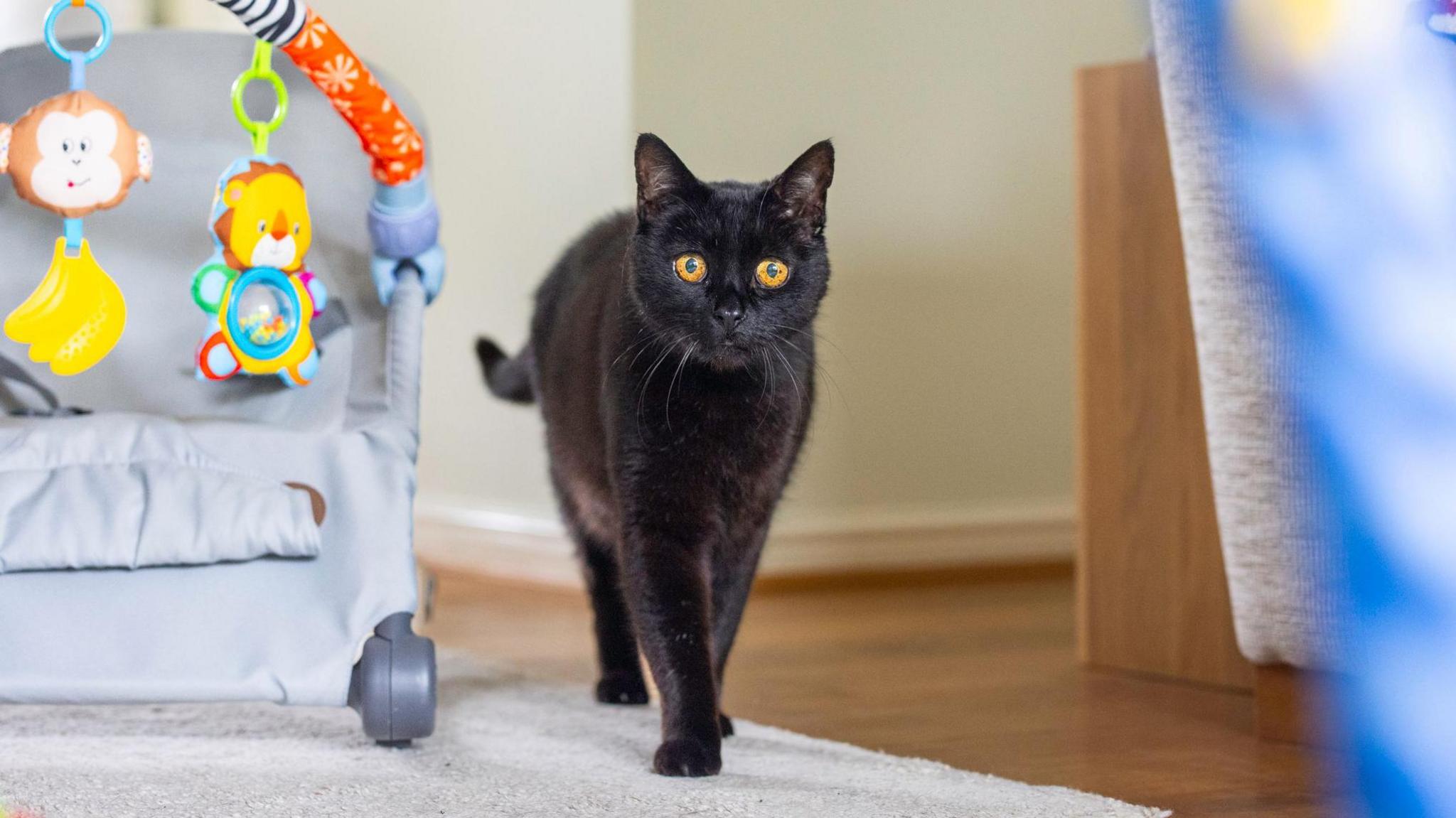 Panzer, who has black fur and orange eyes, walks next to a child's seat.