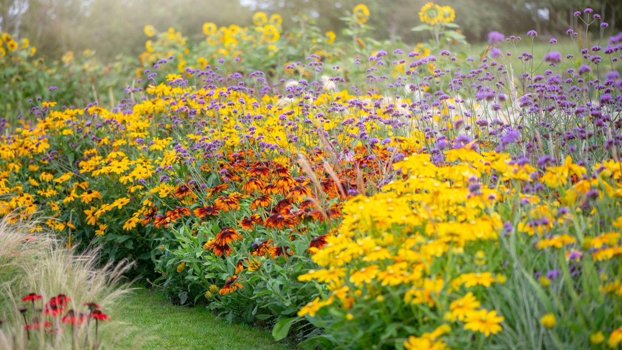 A bed of flowers in a range of yellow, orange and purple colours