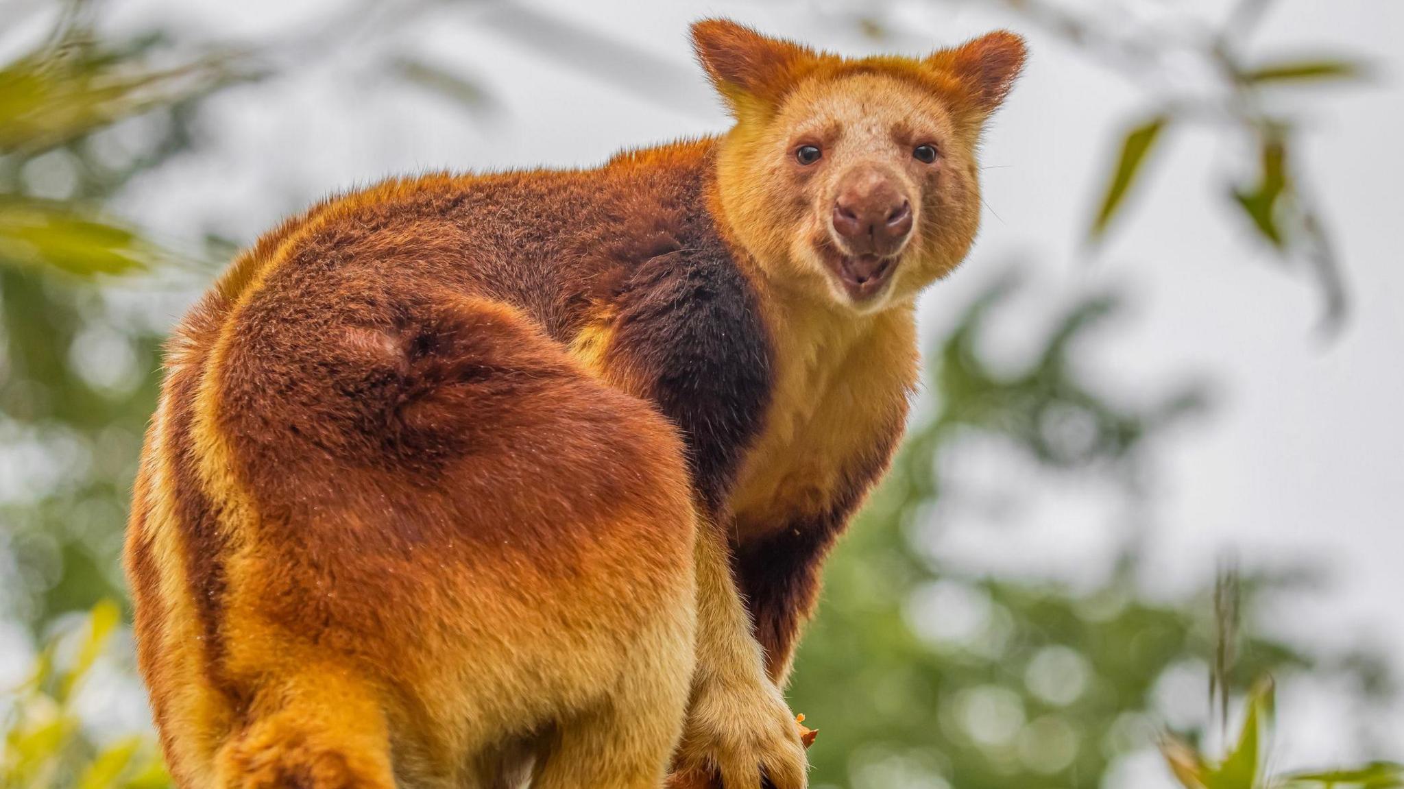 A Goodfellow's Tree Kangaroo