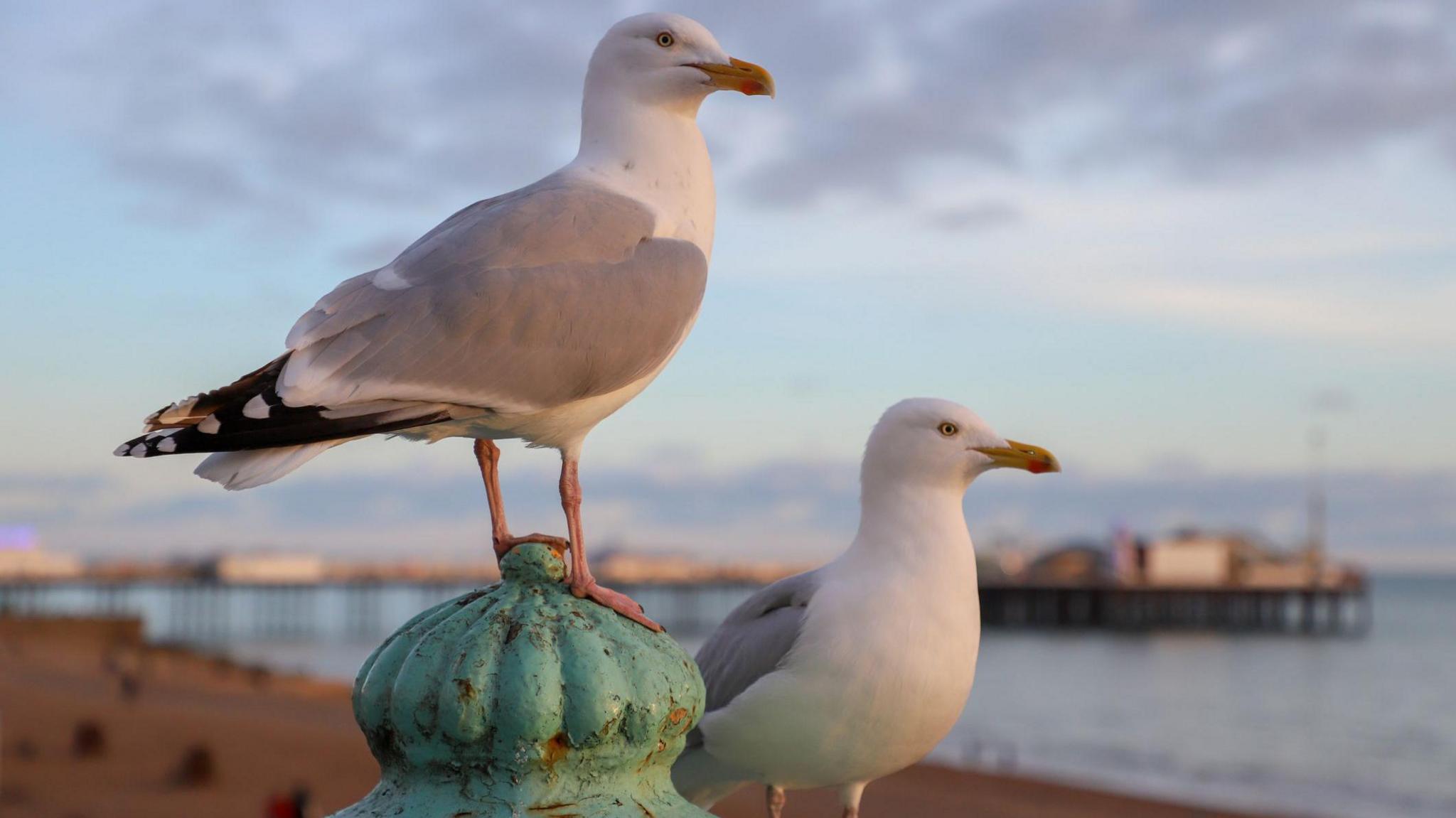 seagulls standing on railing. 