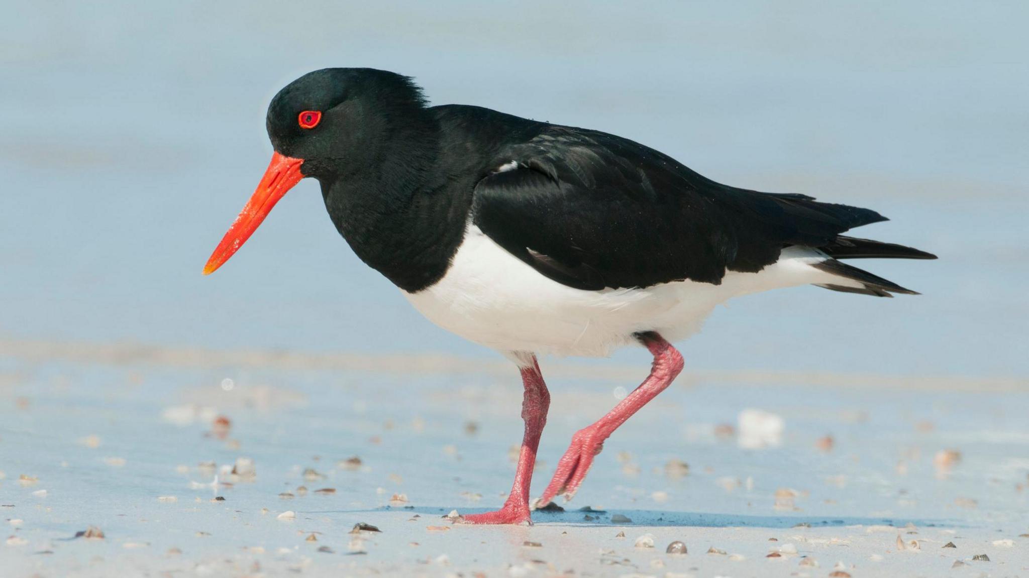 Oystercatcher