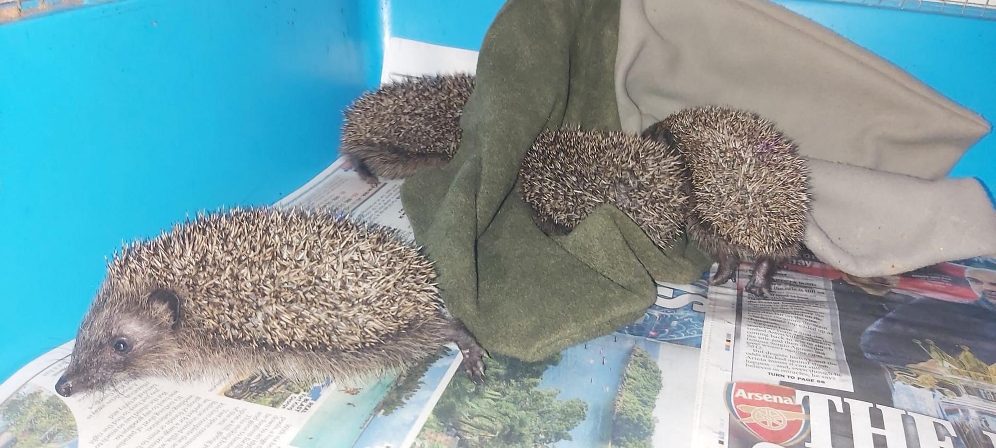 Rescued hoglets