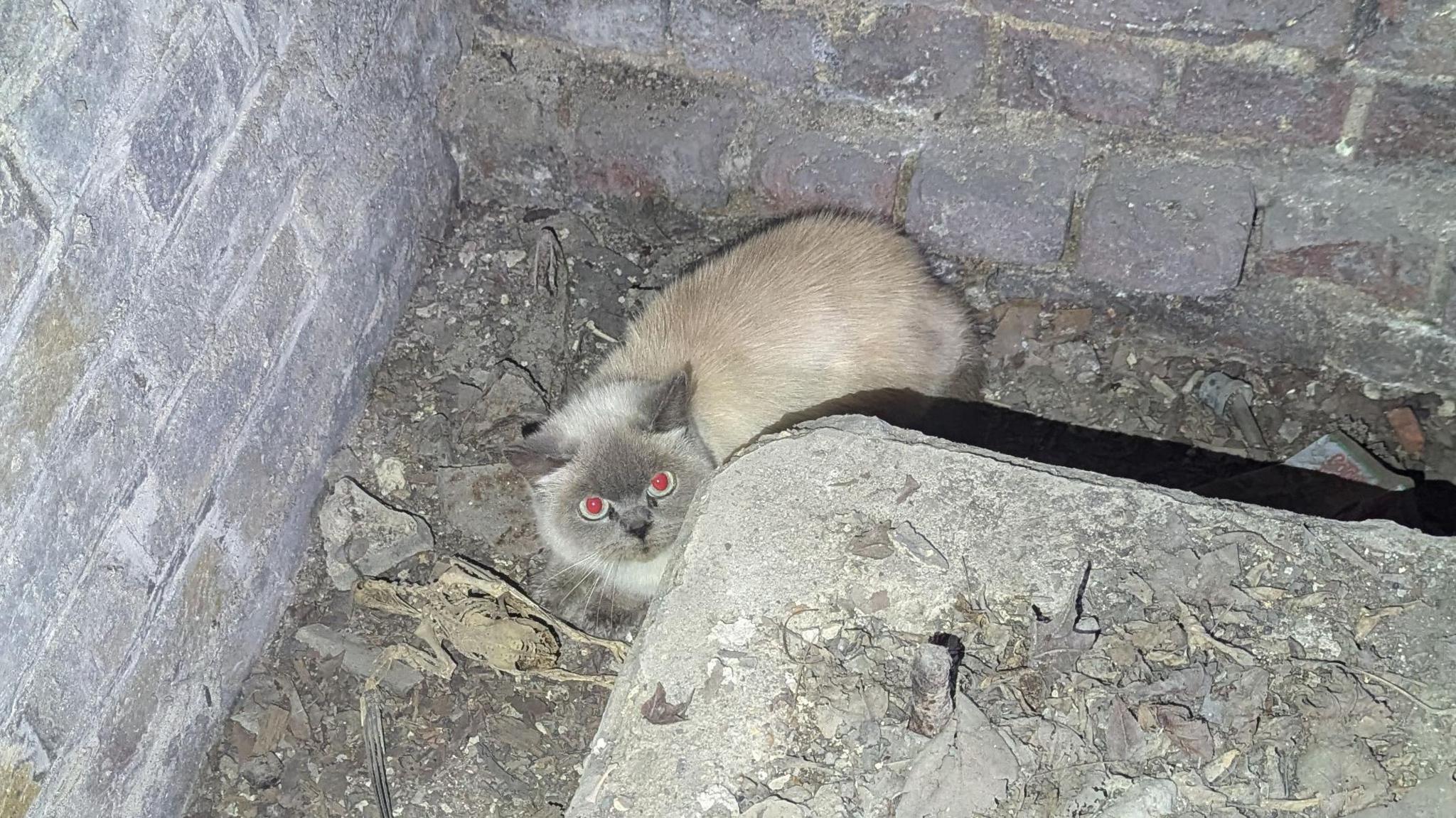 grey burmese cat stuck in st pauls basement