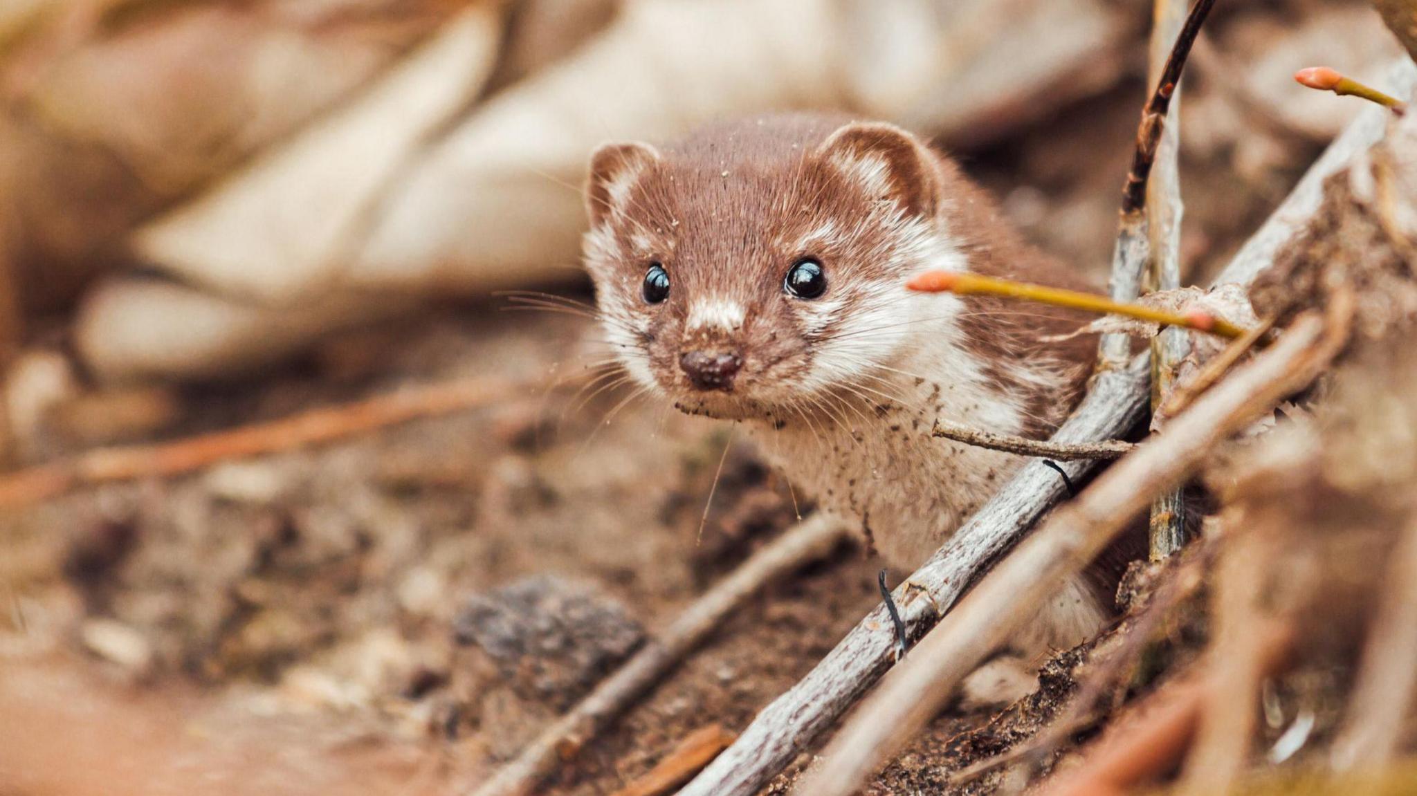 weasel in some sticks