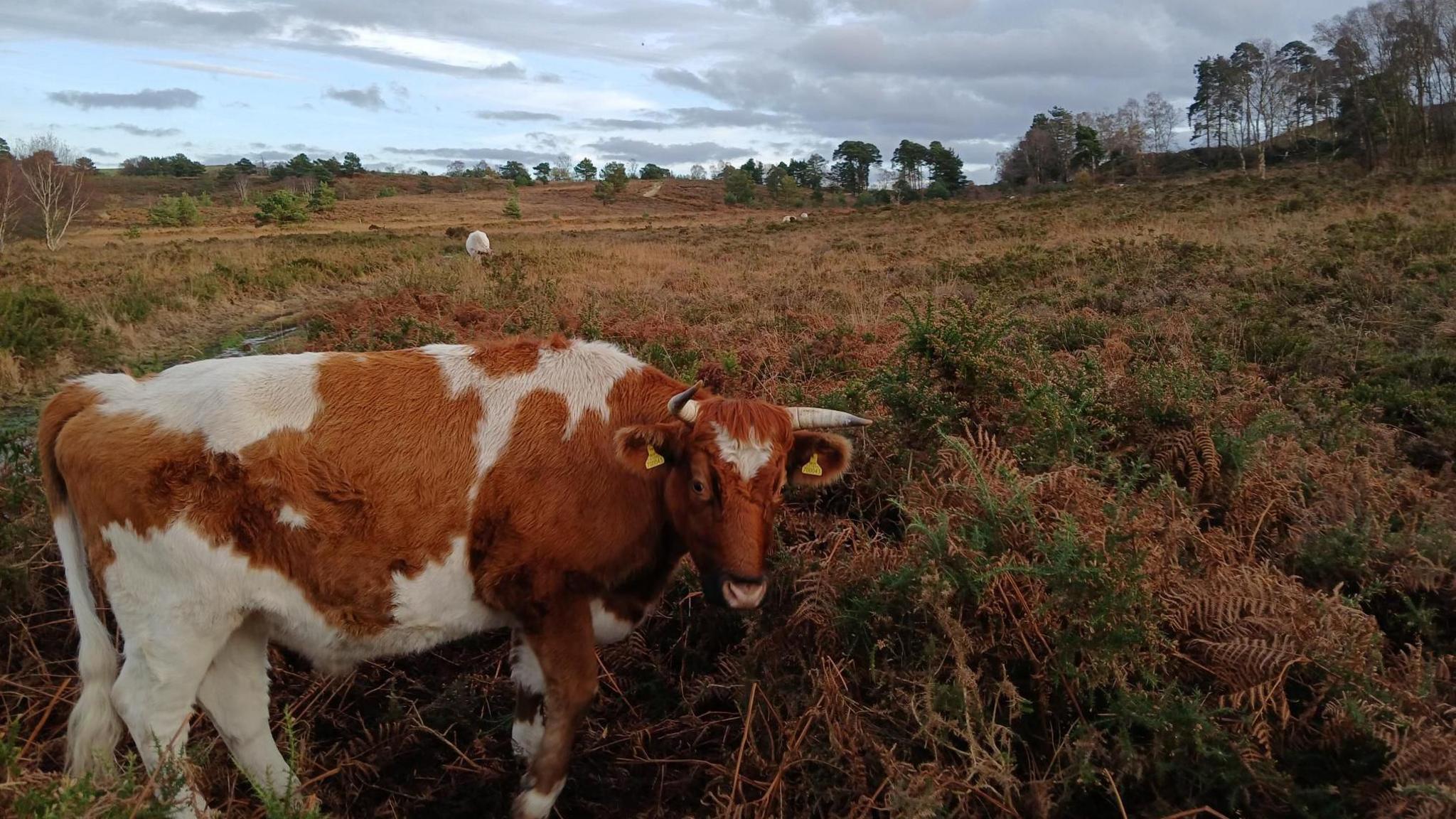 A photo of a tan and white grazing cow among heathland. It has horns and an ear tag.