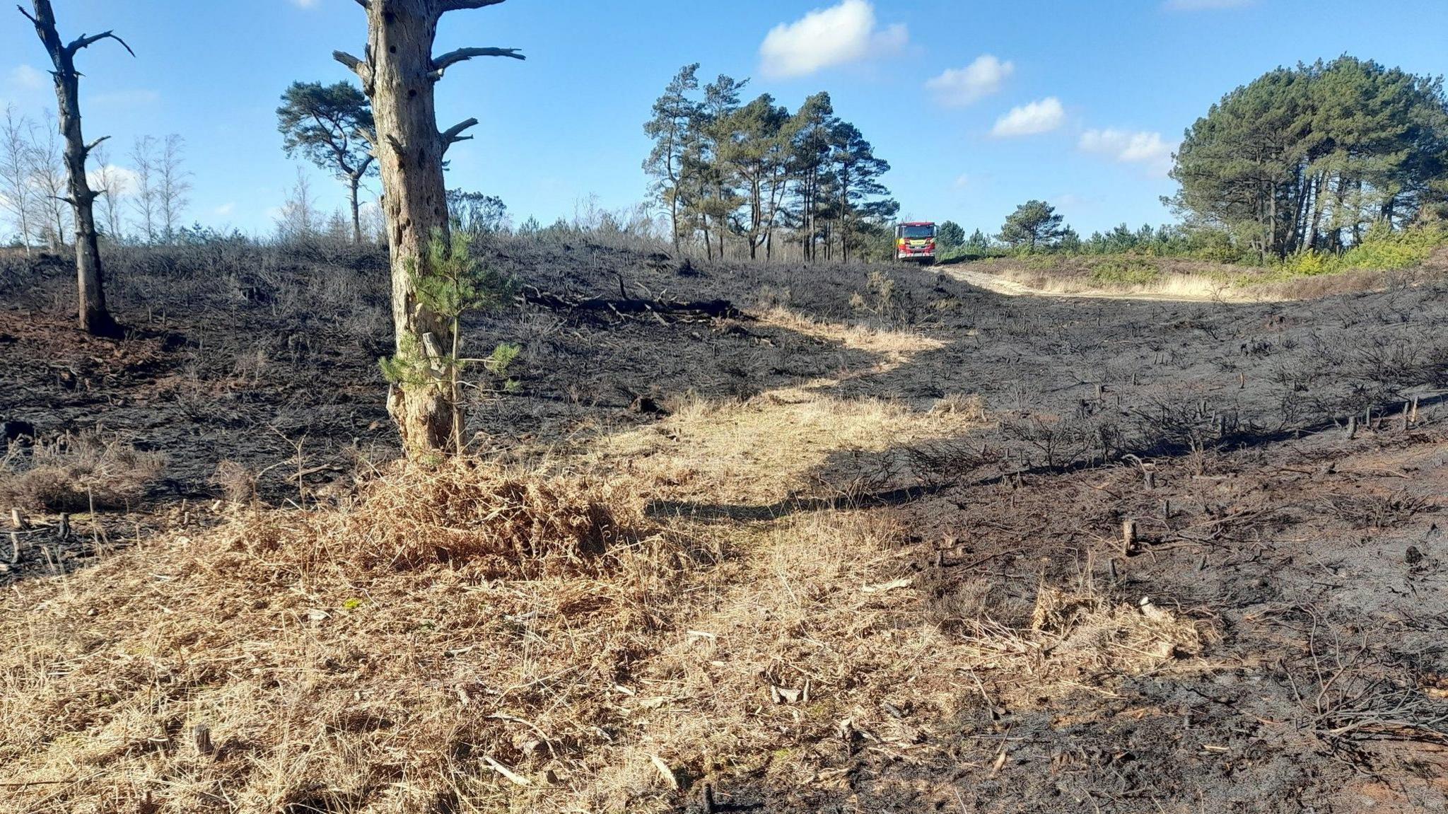 A dry and burnt landscape in the sun. A few bare tree trunks are standing but everything at ground level is brown. A fire engine and green trees can be seen in the distance.