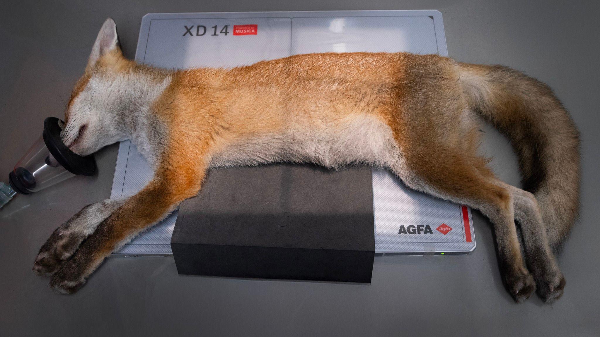 A fox lying down on a vets table, with an oxygen mask on. He is sitting on an x-ray pad. He is asleep and spread out.