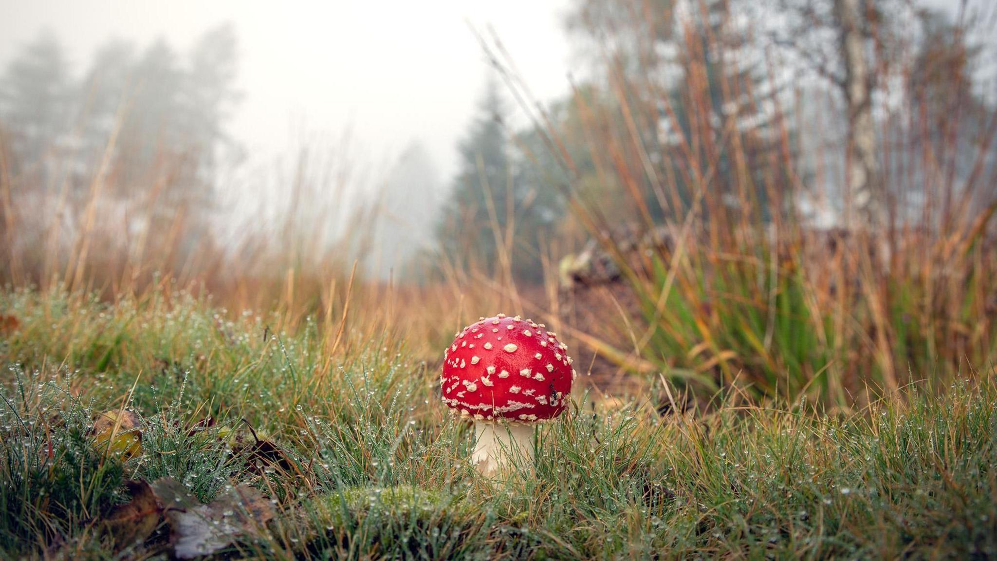 A red toadstool with white spots is in the centre of the frame. It is on the forest floor surrounded by long wet grass. In the background you can see pine trees. It is a misty day and the sky is grey. 