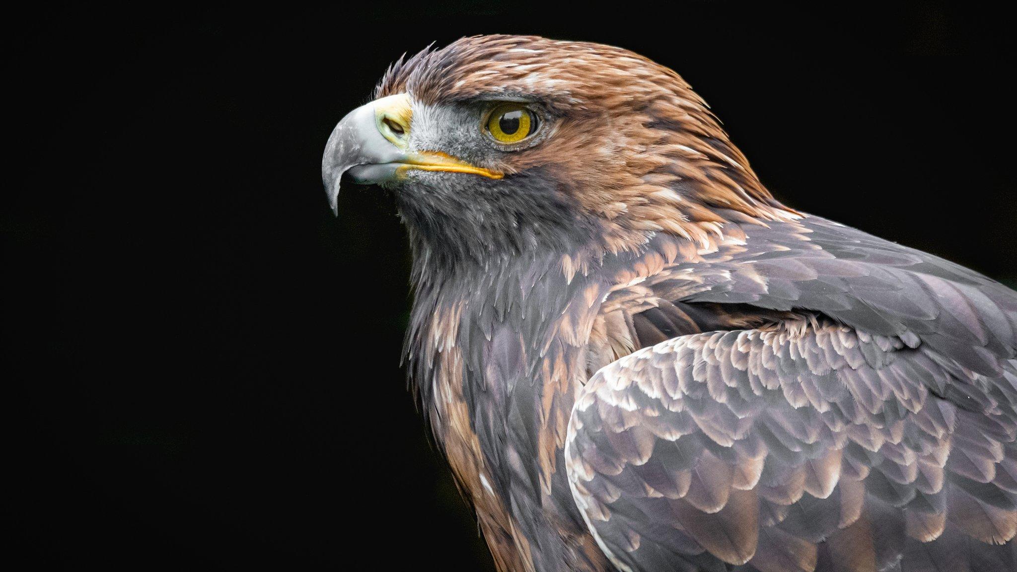 Golden eagle