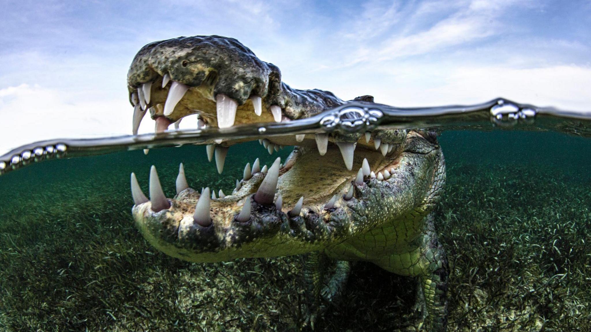 Crocodile with its mouth open