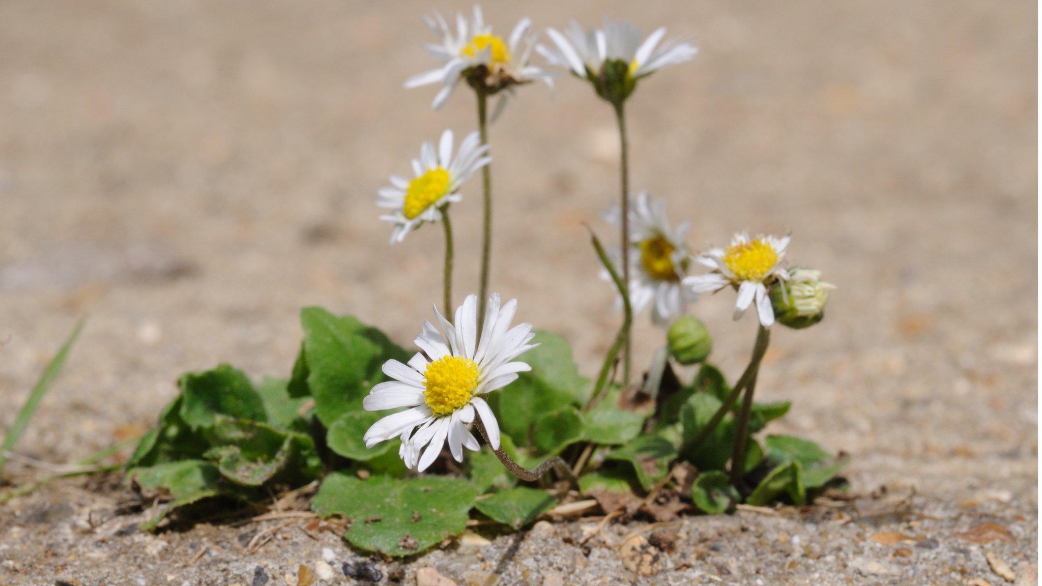 Even a flower in a crack in paving can lift spirits