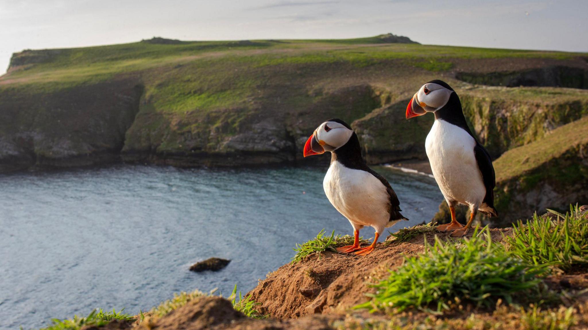 two puffins on a cliff edge on skomer island