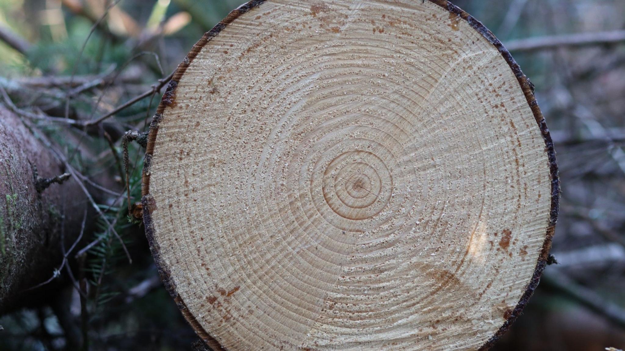 Close-up of a cross-section of a felled conifer.