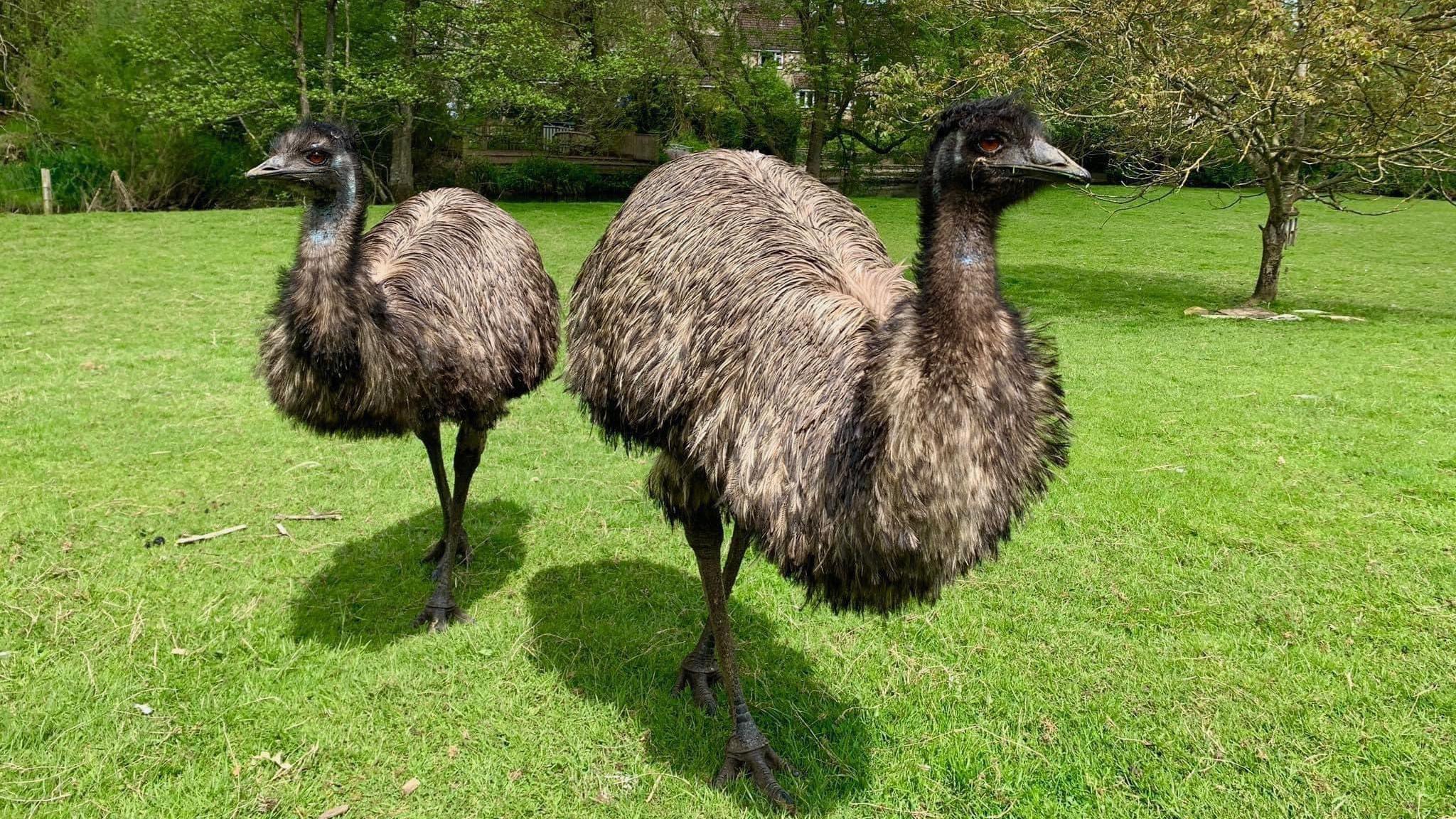 Two emus, with Irwin standing slightly behind on the left and another to right in a field on a sunny day. 