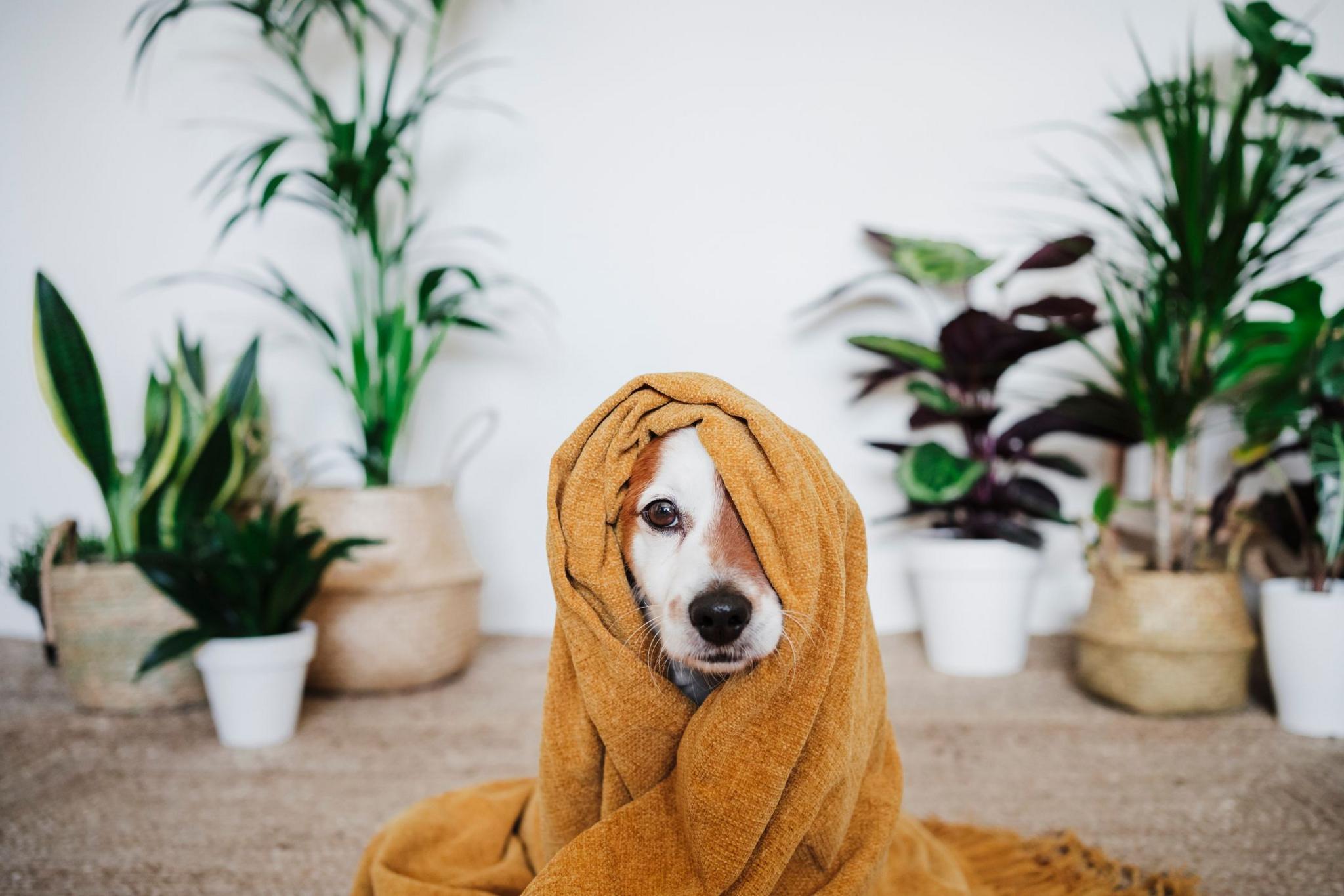 A dog wrapped in a yellow blanket.