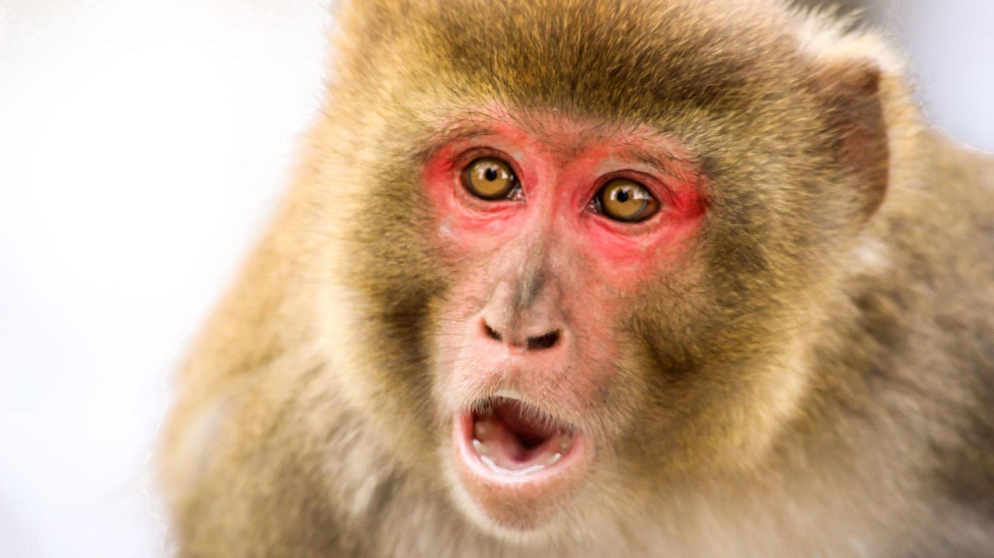 A monkeys with its mouth open