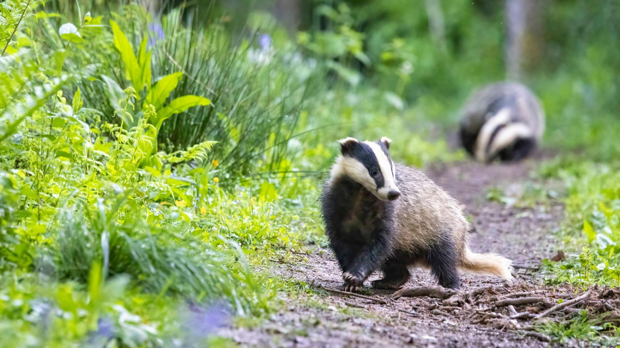 Two badgers walk along a path between grasses