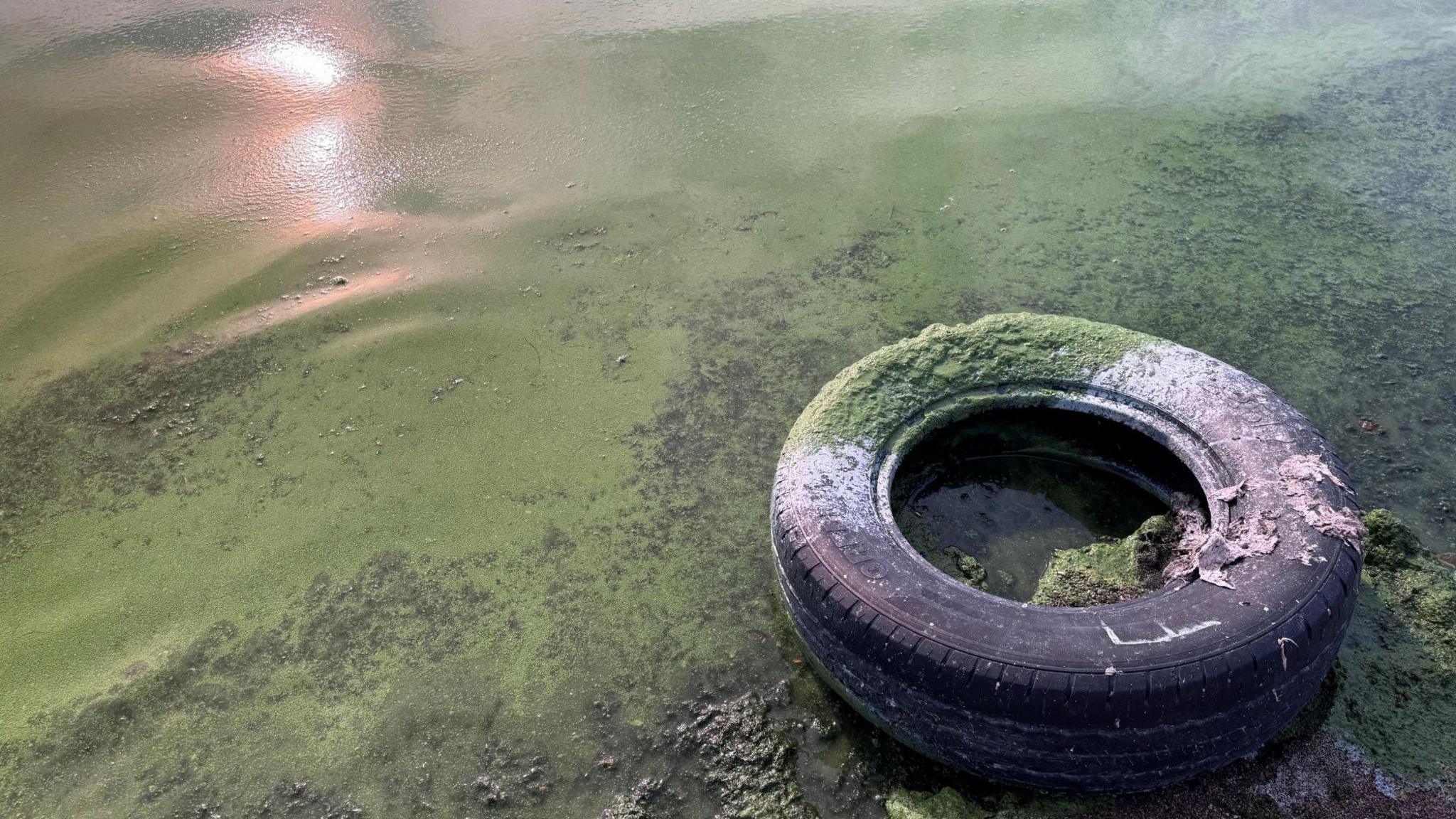 A car tyre covered in algae lies at the side of the lough at Ardboe