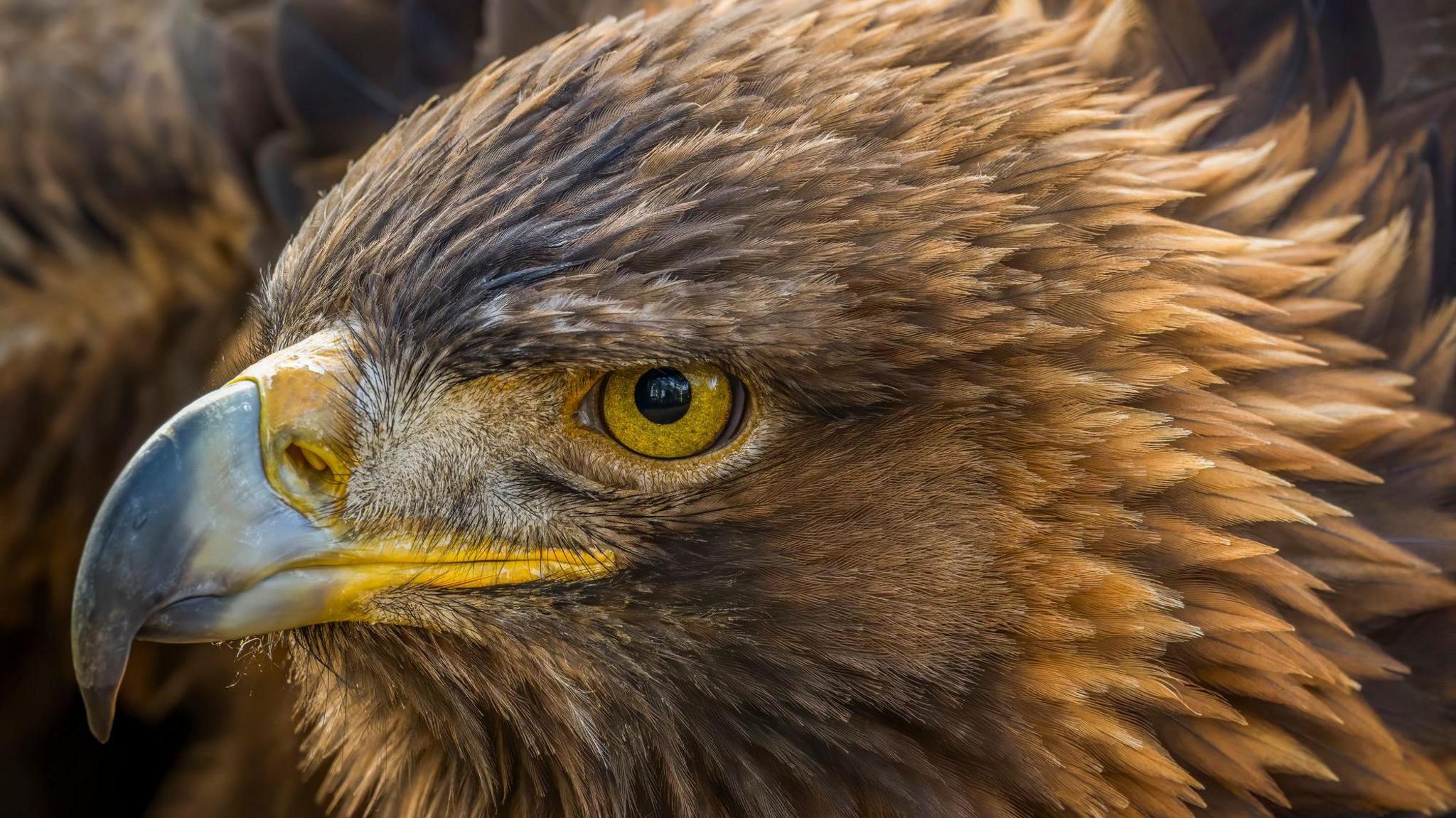 A golden eagle close-up portrait.