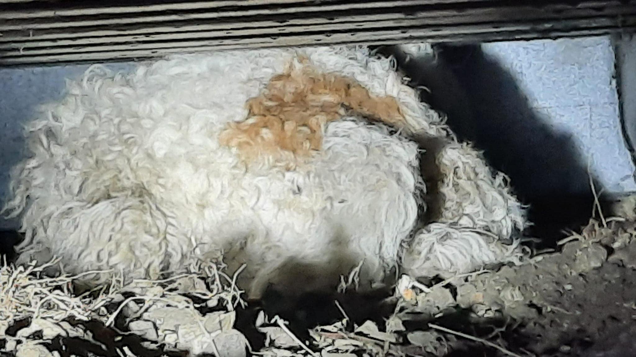 Dog curled up under a container